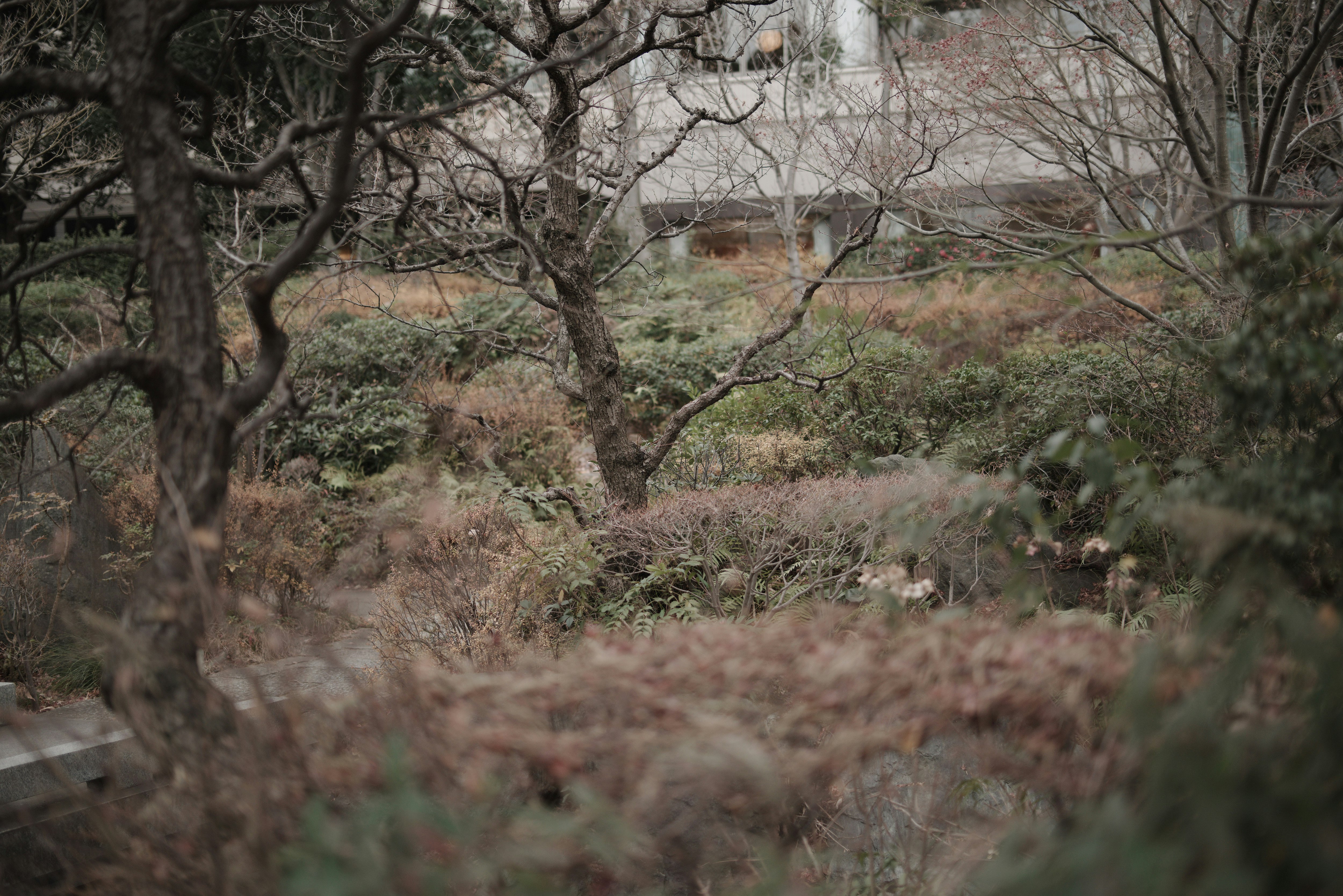 冬季公園景觀，枯樹與乾草地