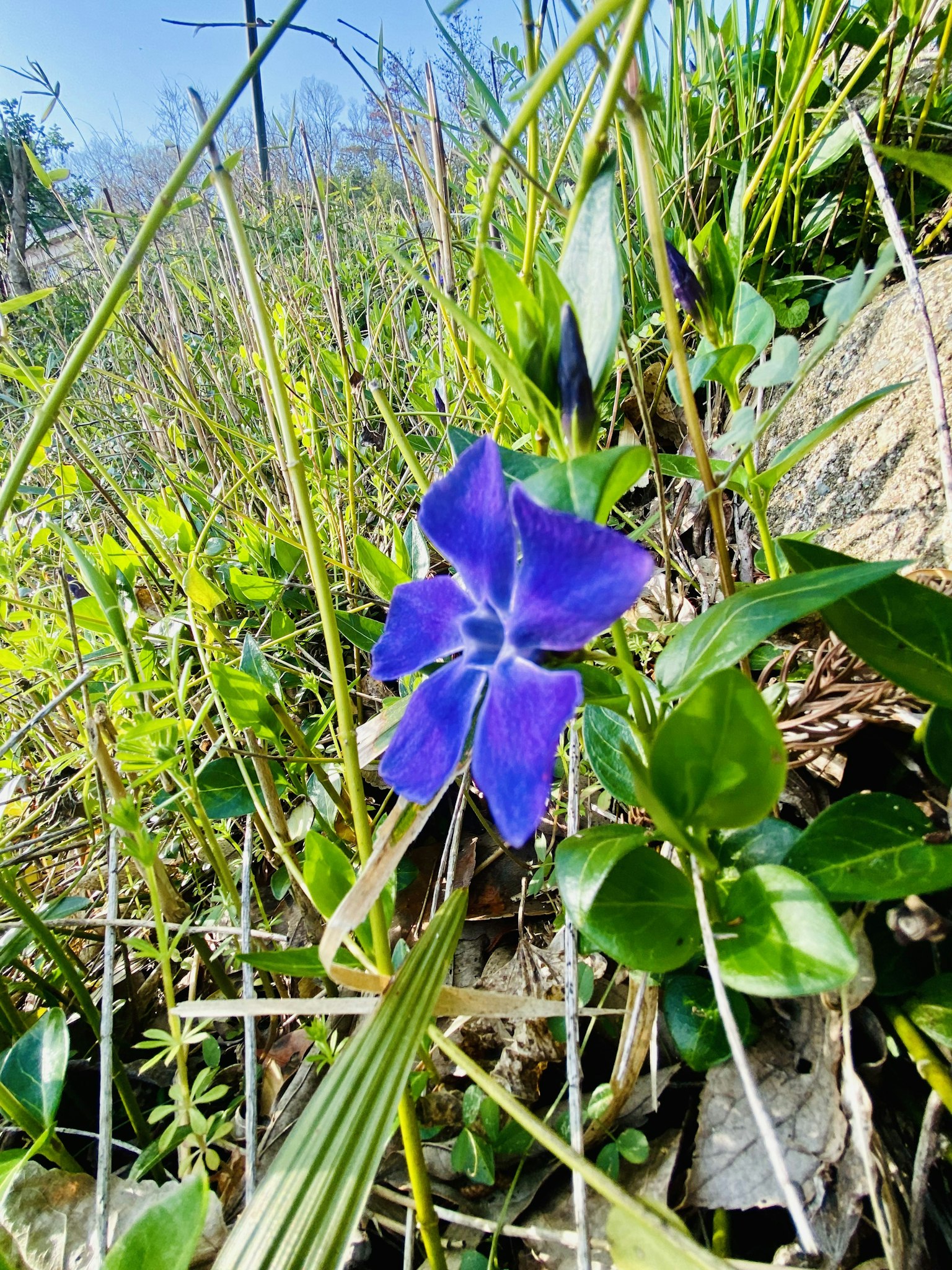 Flor púrpura vibrante entre la hierba verde