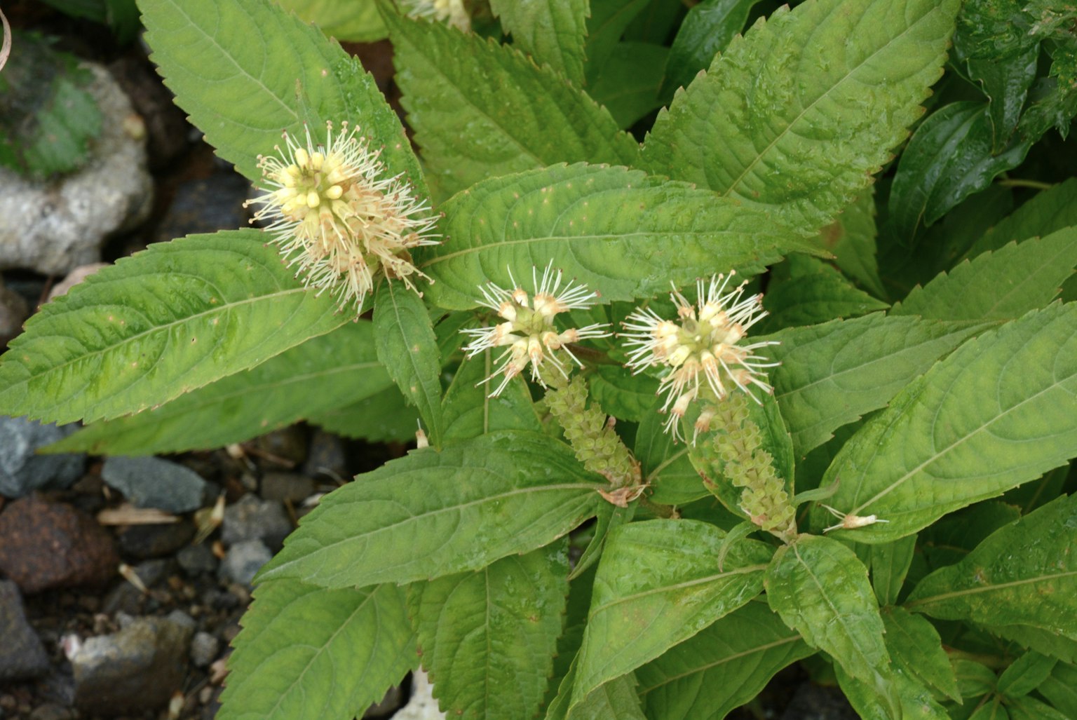 具有綠色葉子和獨特白色花朵的植物