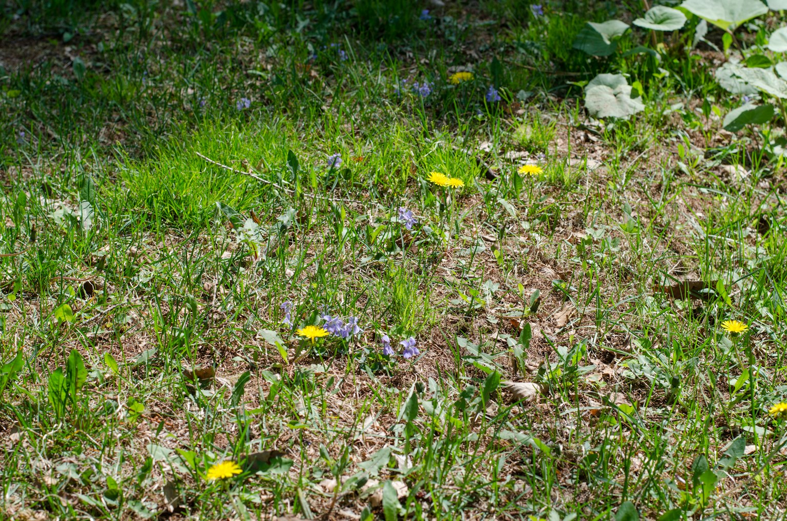 Herbe verte luxuriante avec des pissenlits jaunes et de petites fleurs violettes dispersées