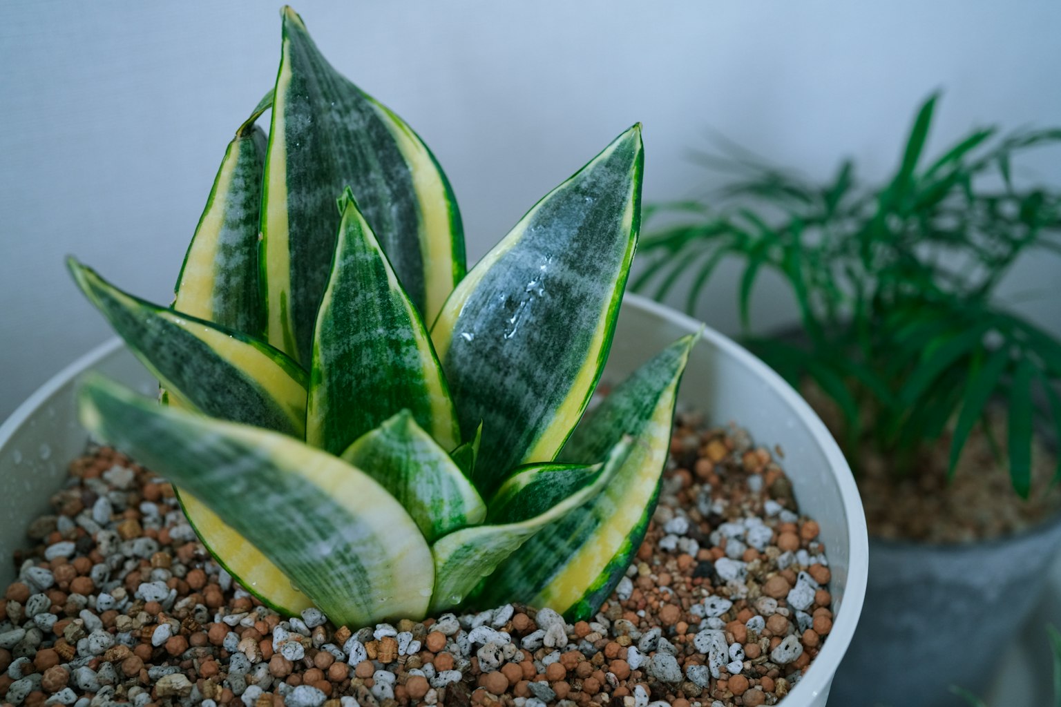 Planta de Sansevieria en maceta con hojas amarillas y verdes y piedras
