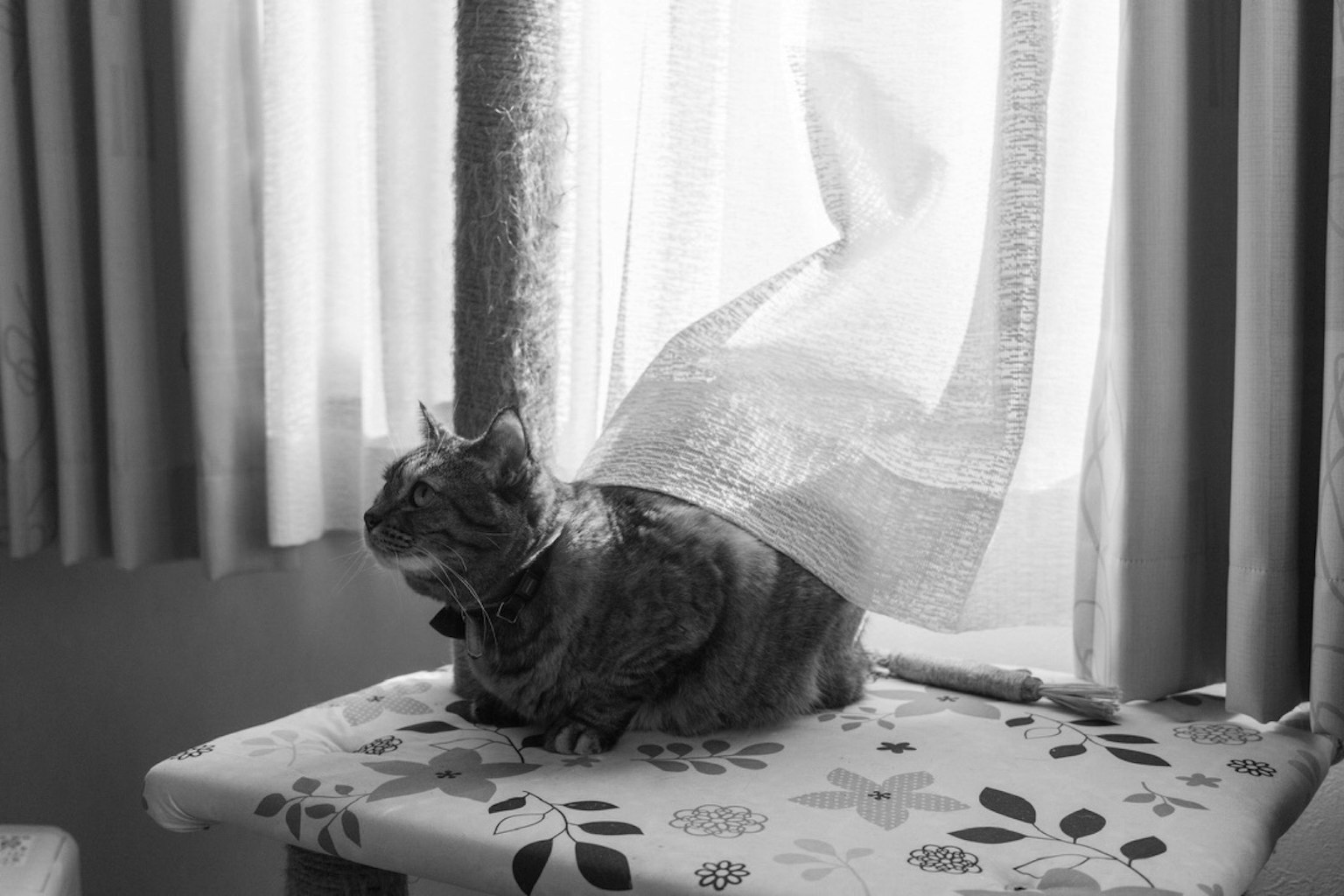 Eine Katze, die am Fenster sitzt und teilweise hinter einem Vorhang in Schwarzweiß versteckt ist
