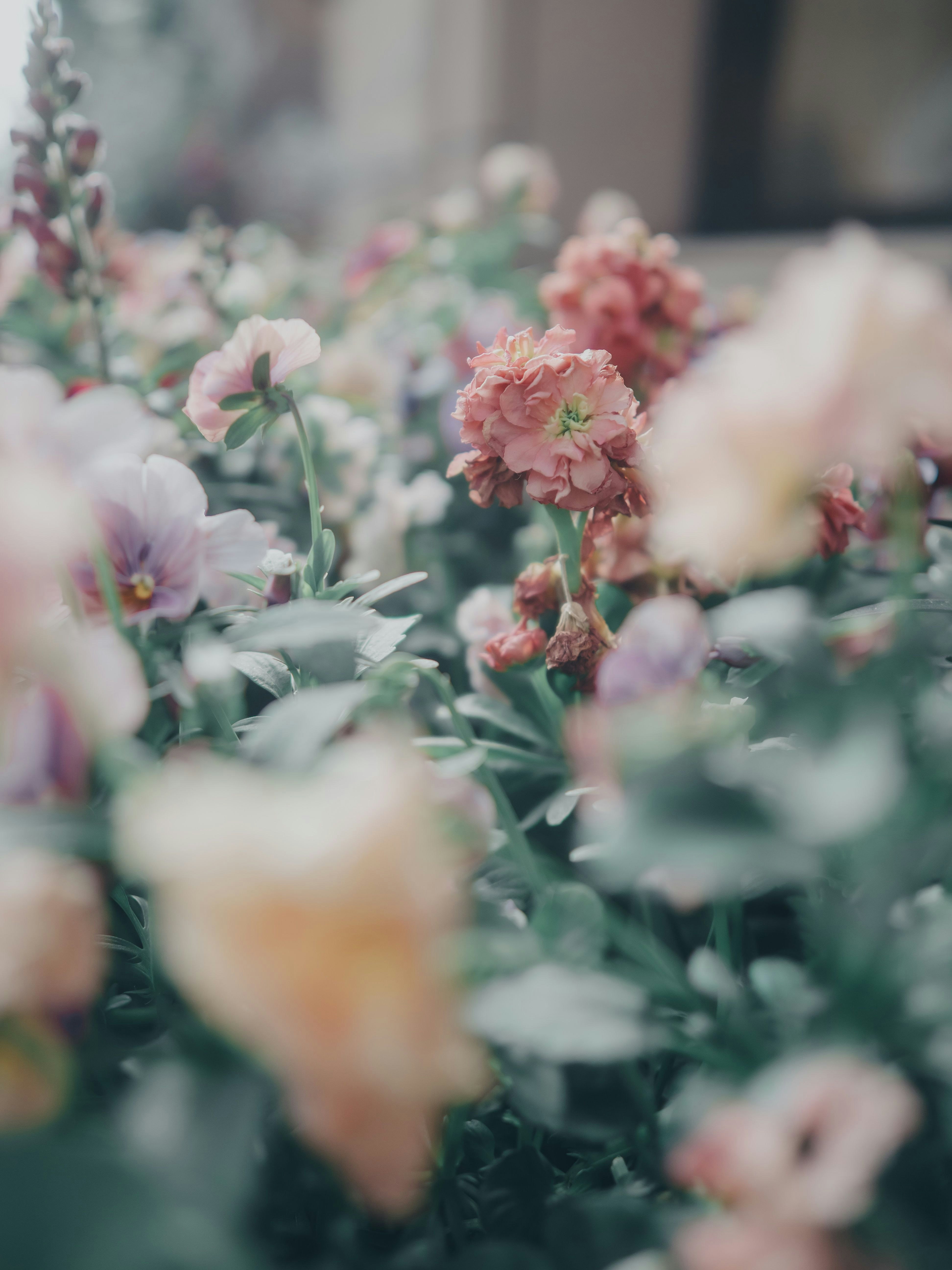 色とりどりのカーネーションの花畑のようなボケた花束