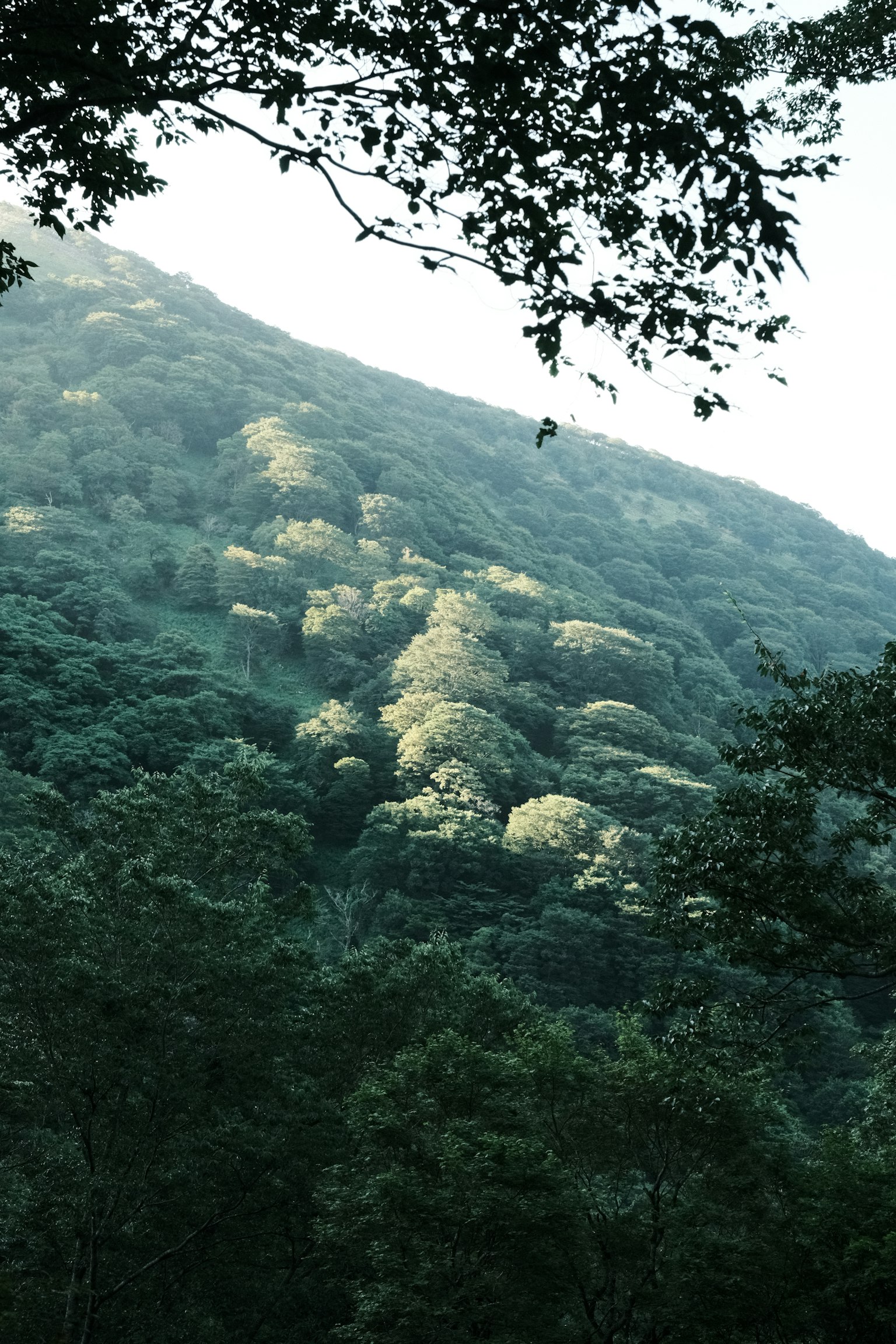 A serene landscape of a green hillside illuminated by sunlight