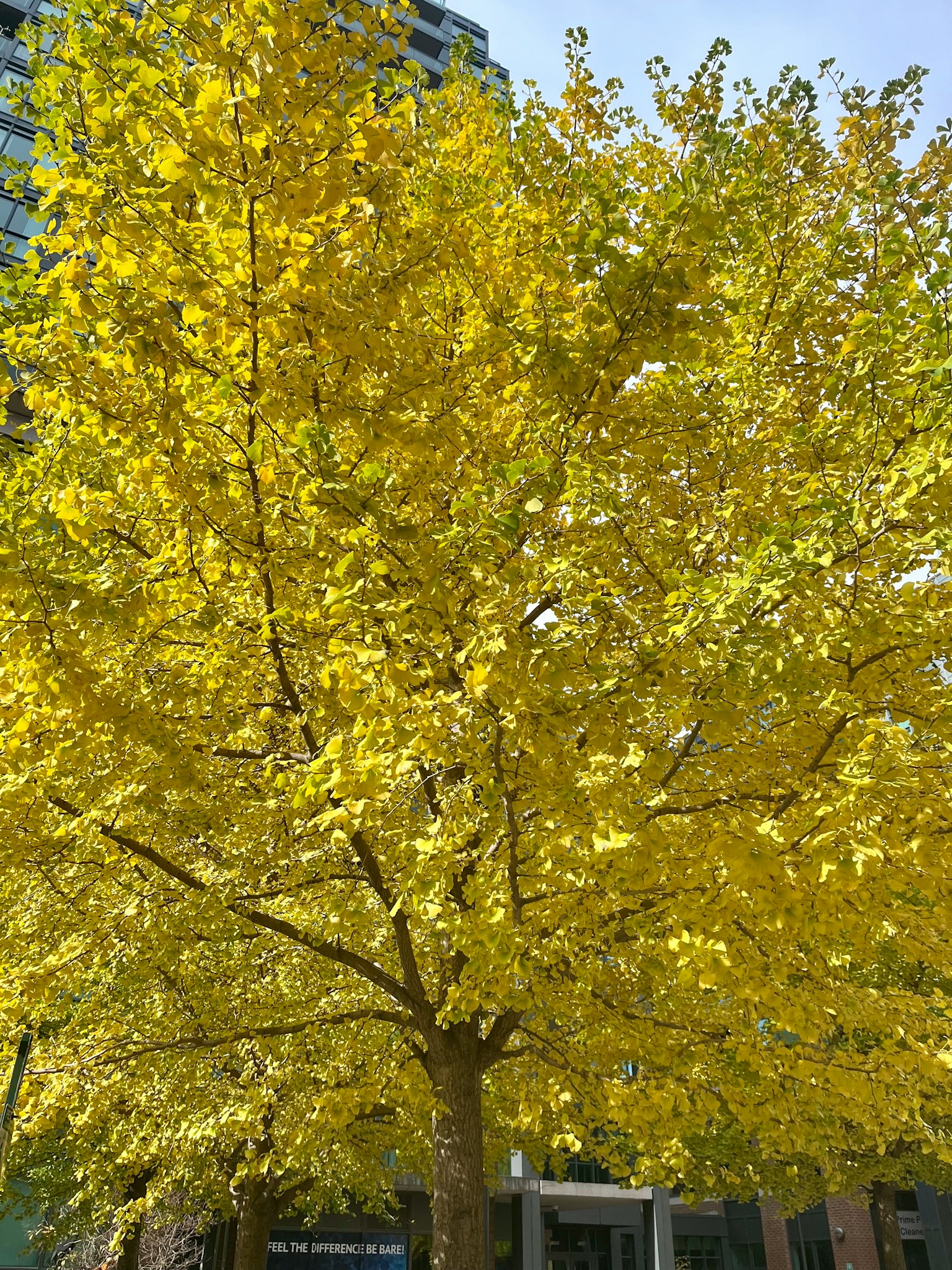 A vibrant yellow-leaved tree in full view
