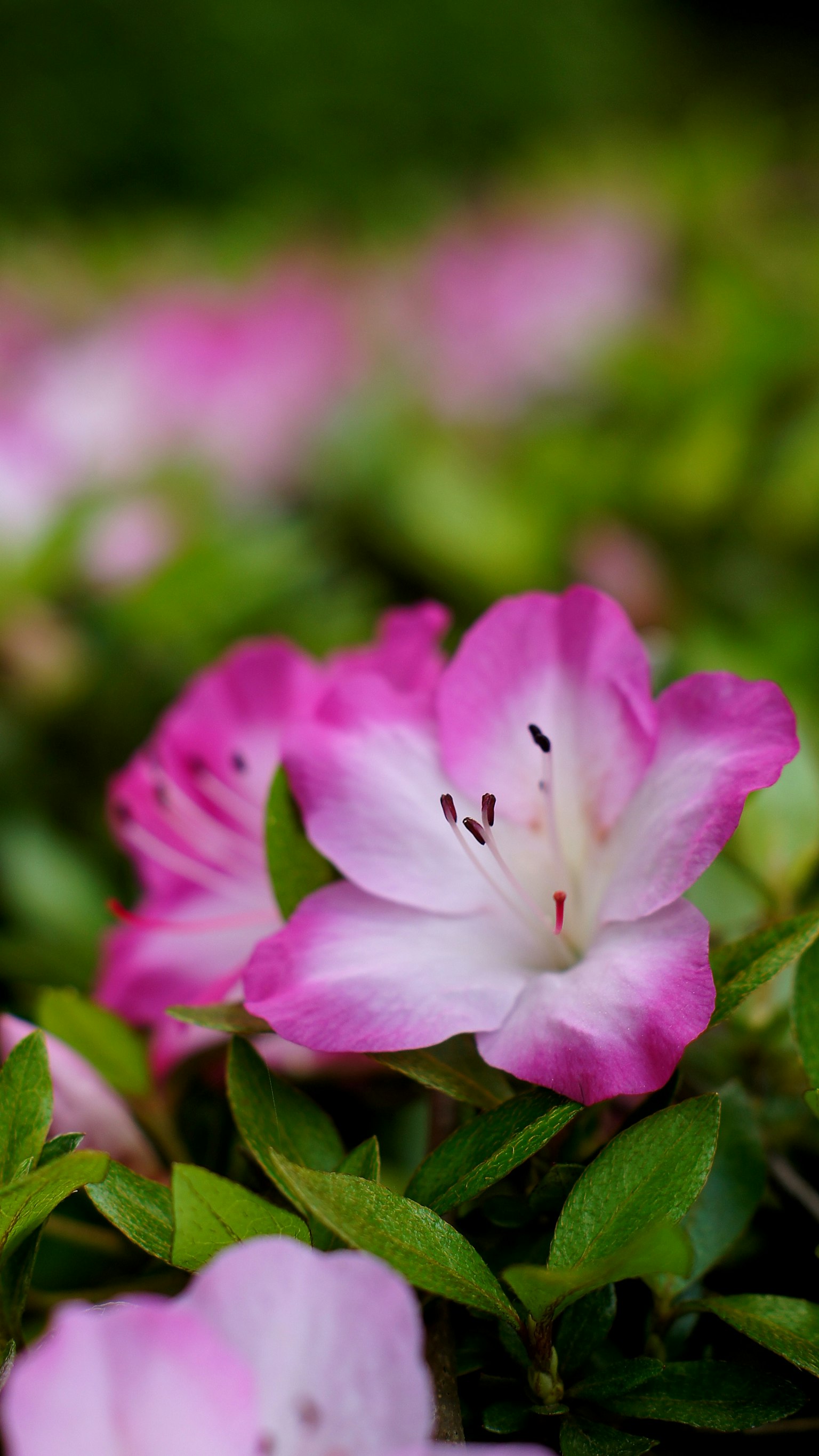 Bellissimi fiori di azalea rosa che fioriscono tra le foglie verdi