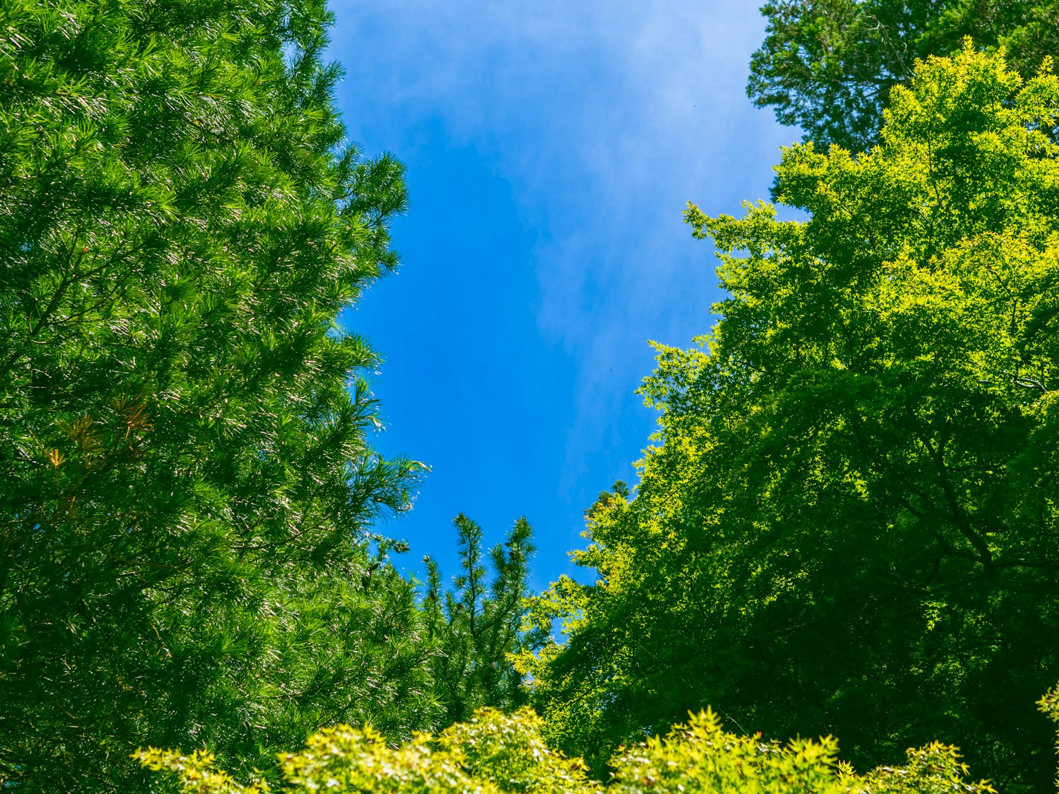Lush green treetops against a clear blue sky