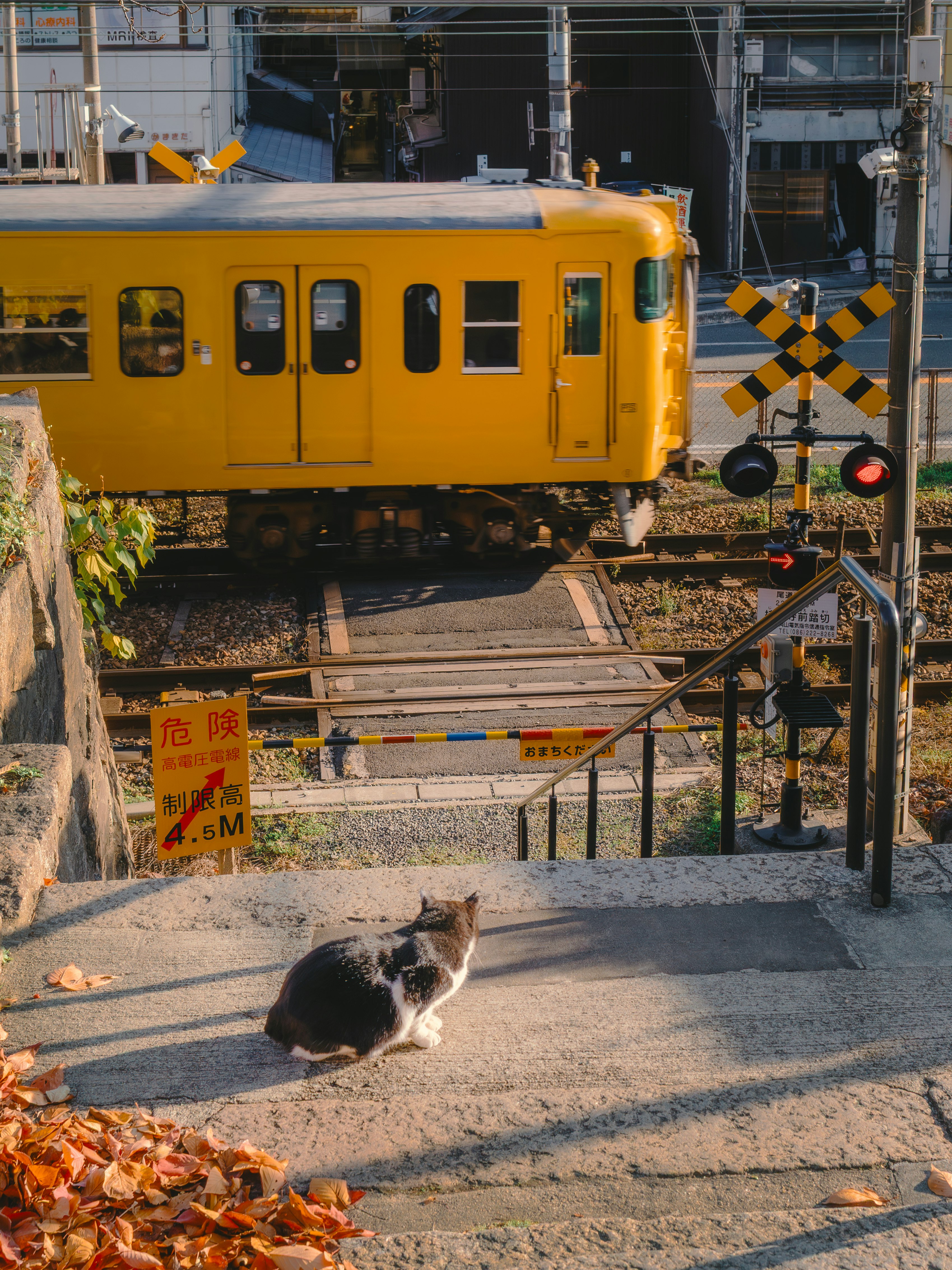 広島県の線路脇で黄色い列車と野良猫が並ぶ踏切の風景