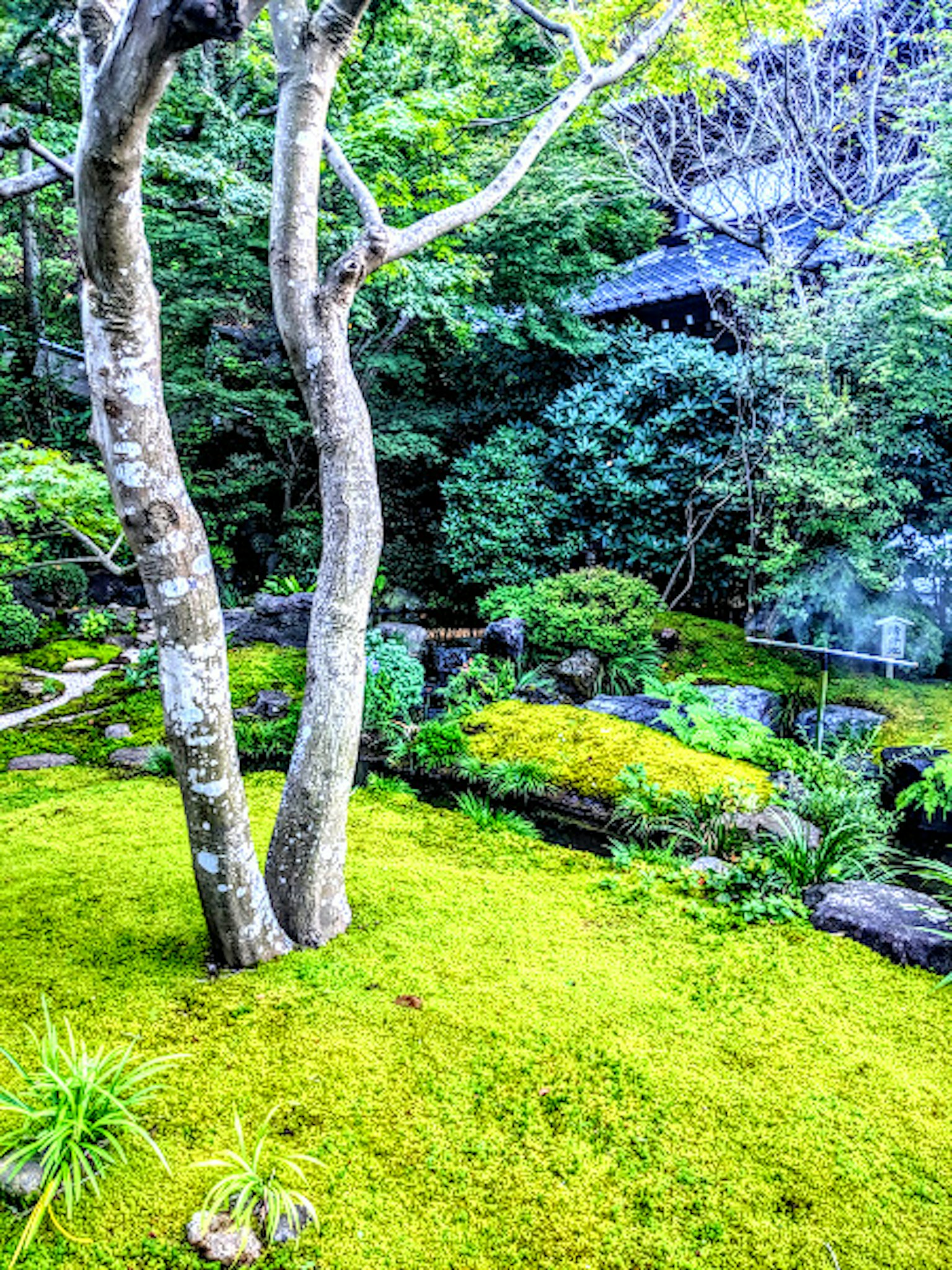Scena di giardino giapponese sereno con muschio lussureggiante e alberi armoniosi