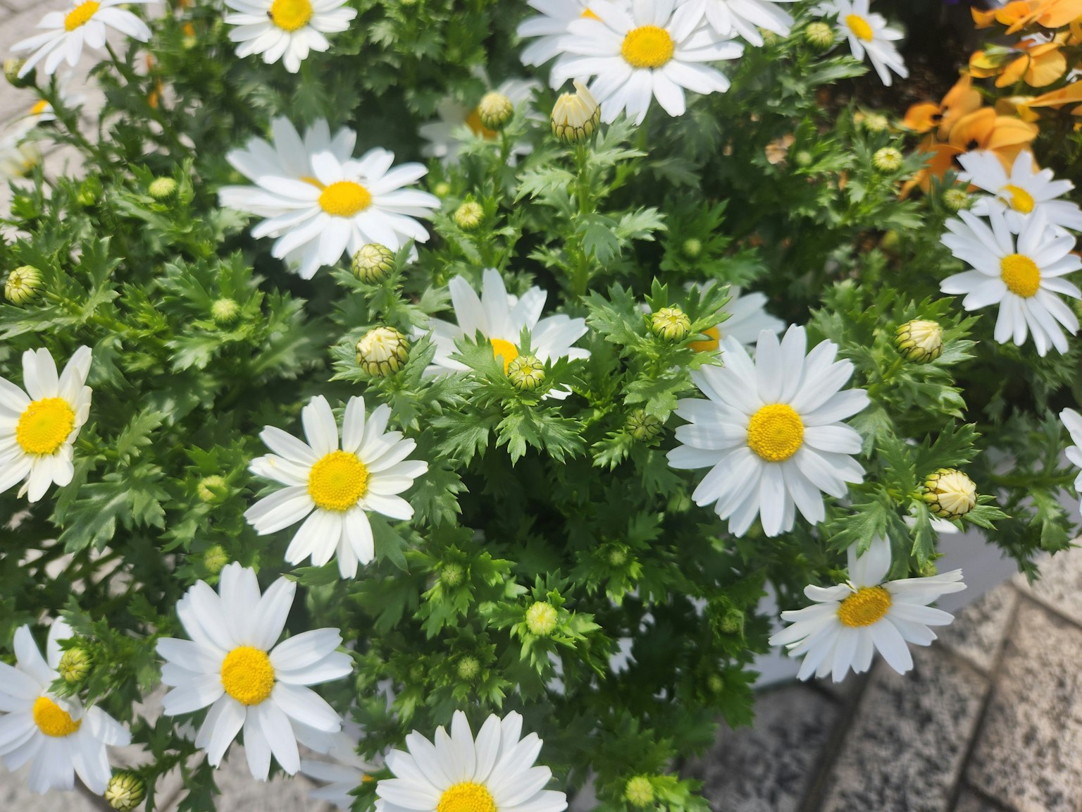 Un ramo de margaritas lindas con pétalos blancos y centros amarillos