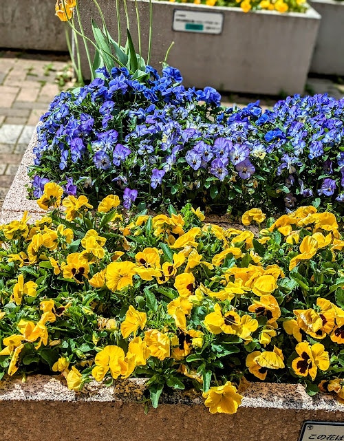 border of a flower bed with yellow and blue blooms