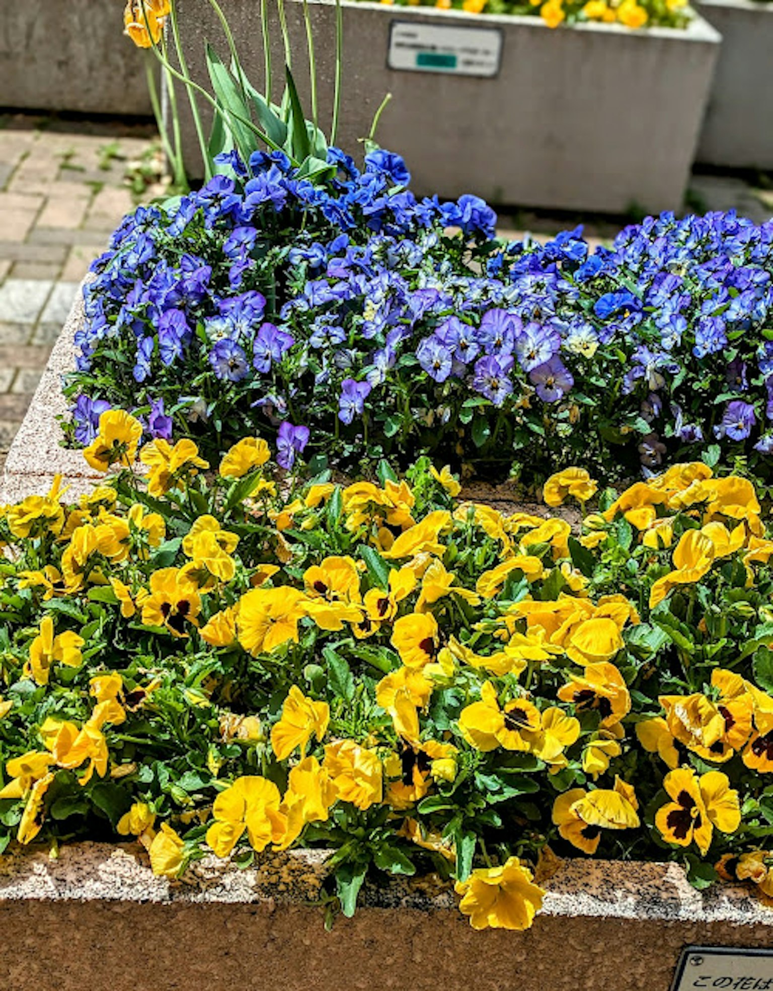 Landschaft mit blühenden gelben und blauen Stiefmütterchen in einem Blumenbeet