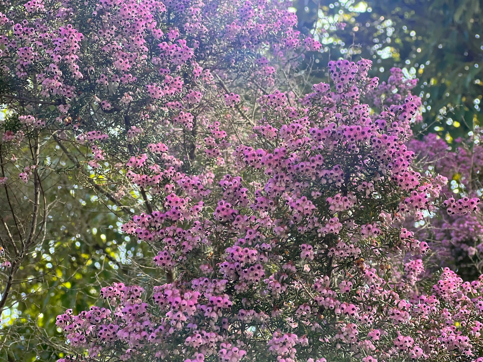 特寫的樹枝上覆蓋著紫色花朵
