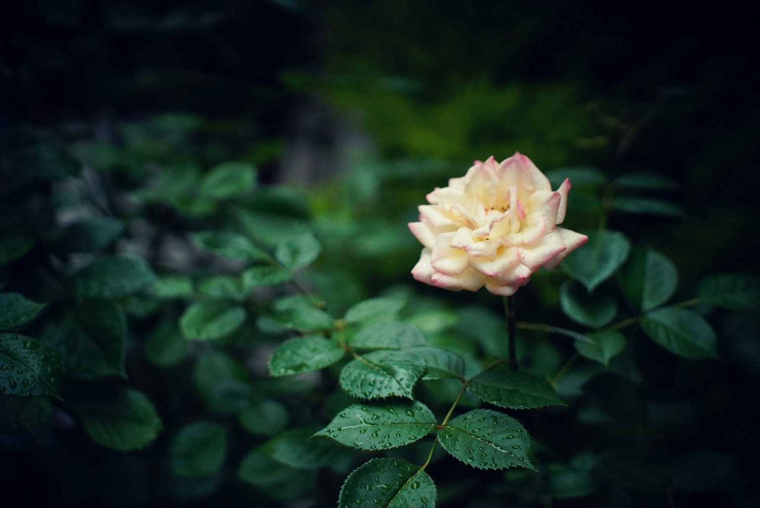 Una bella scena di giardino con una rosa rosa chiaro e foglie verdi
