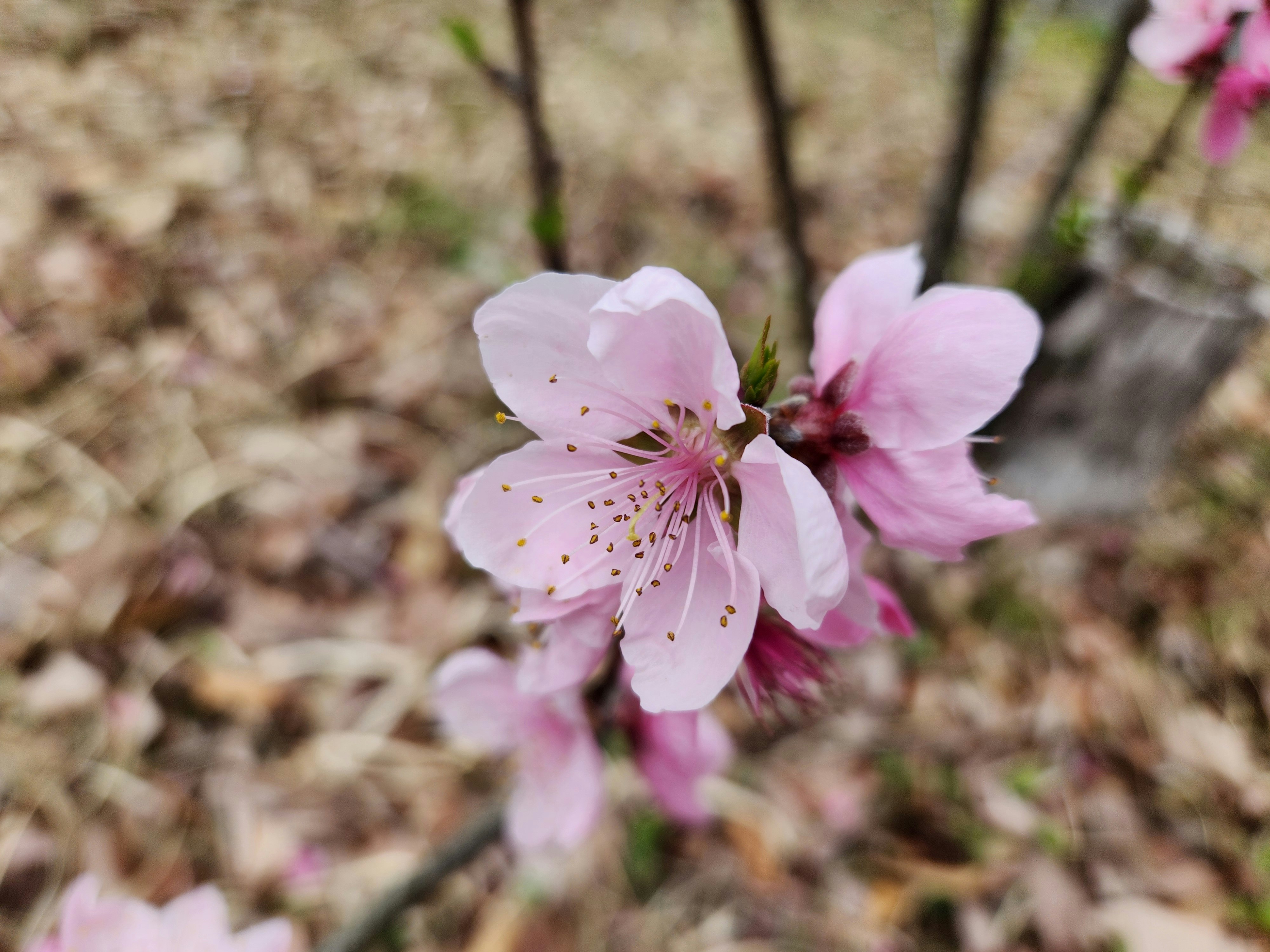 ピンク色の桜の花が咲く春の景色