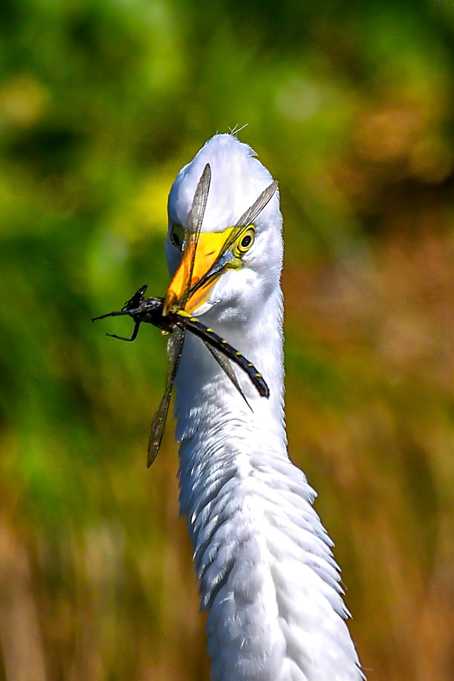 A white heron holding an insect in its beak