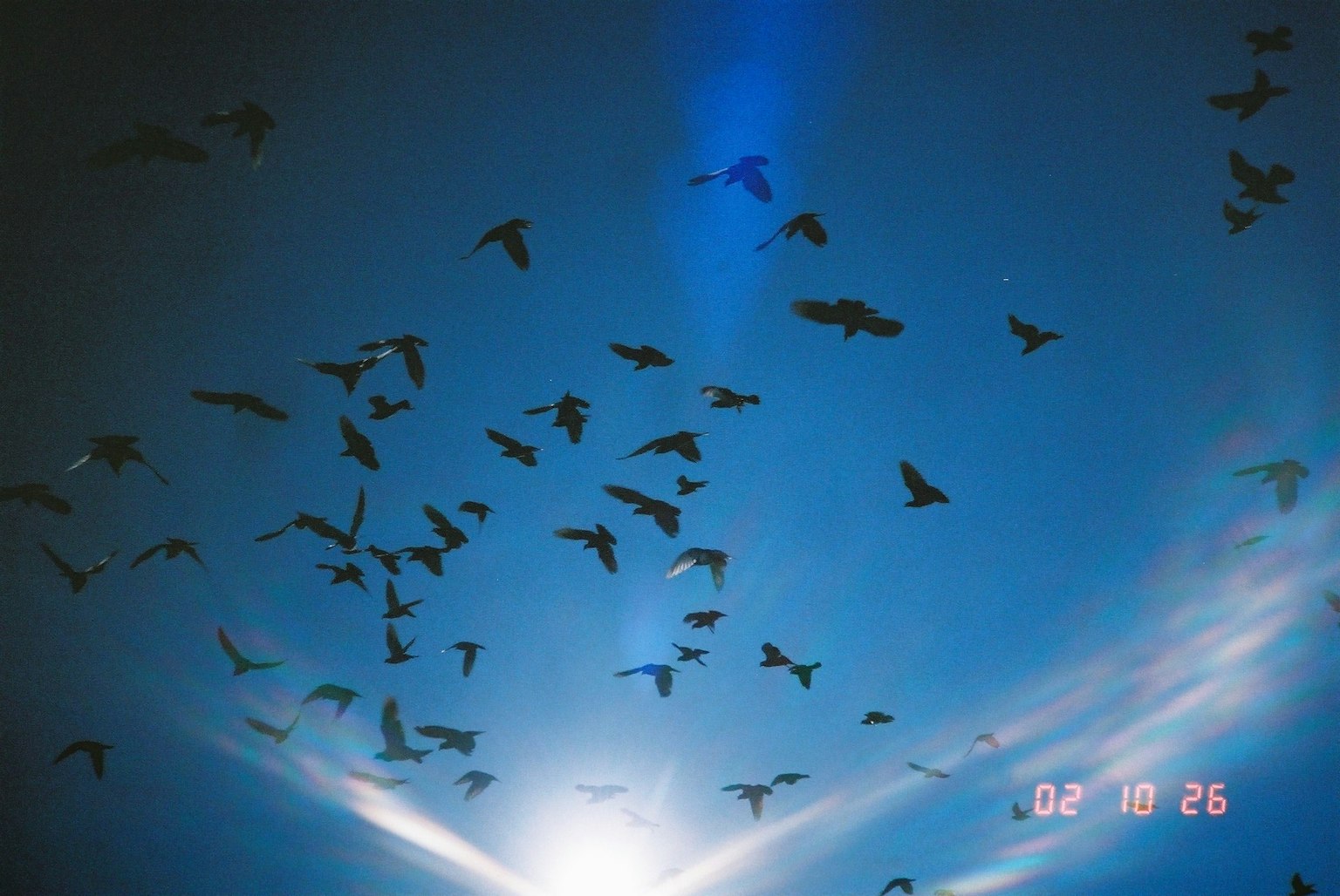 Sekelompok burung terbang di langit biru dengan matahari yang cerah