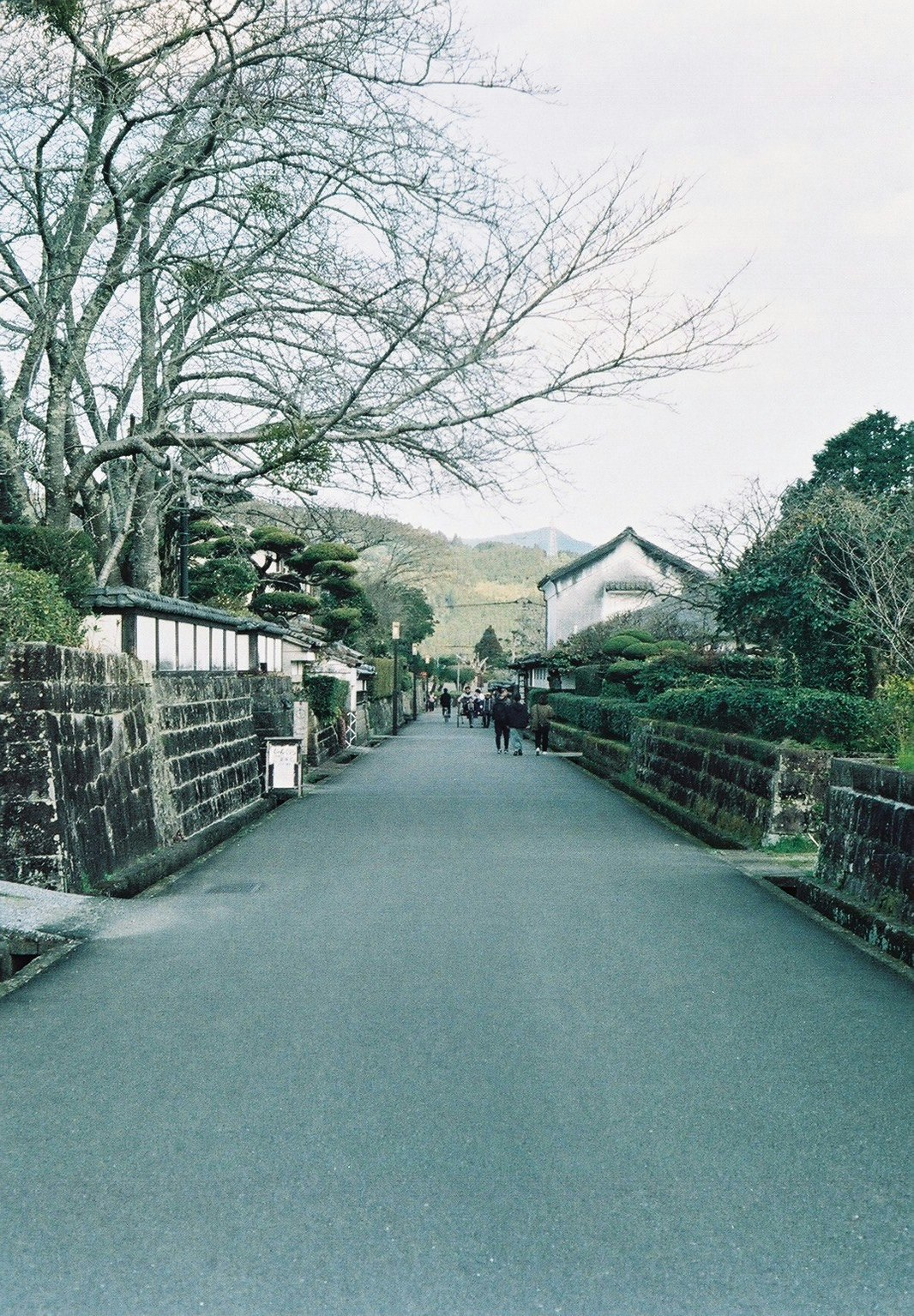 並木道の石垣と小道を歩く人々のある散策路