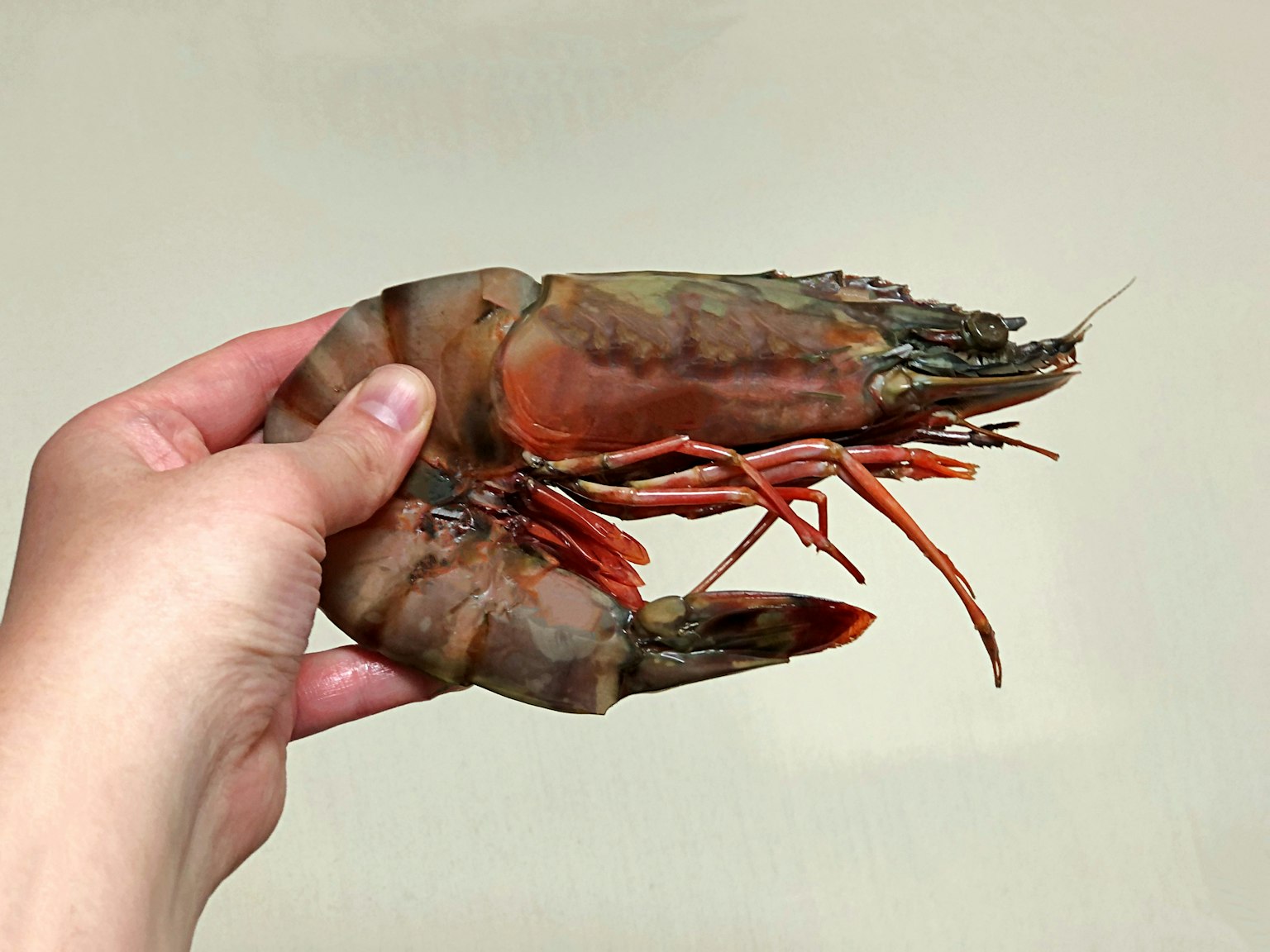 手中握着的大虾特写
