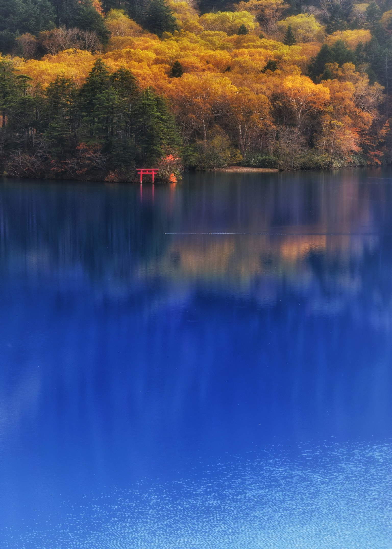 Lago azul con reflejos de árboles naranjas puerta torii roja al fondo