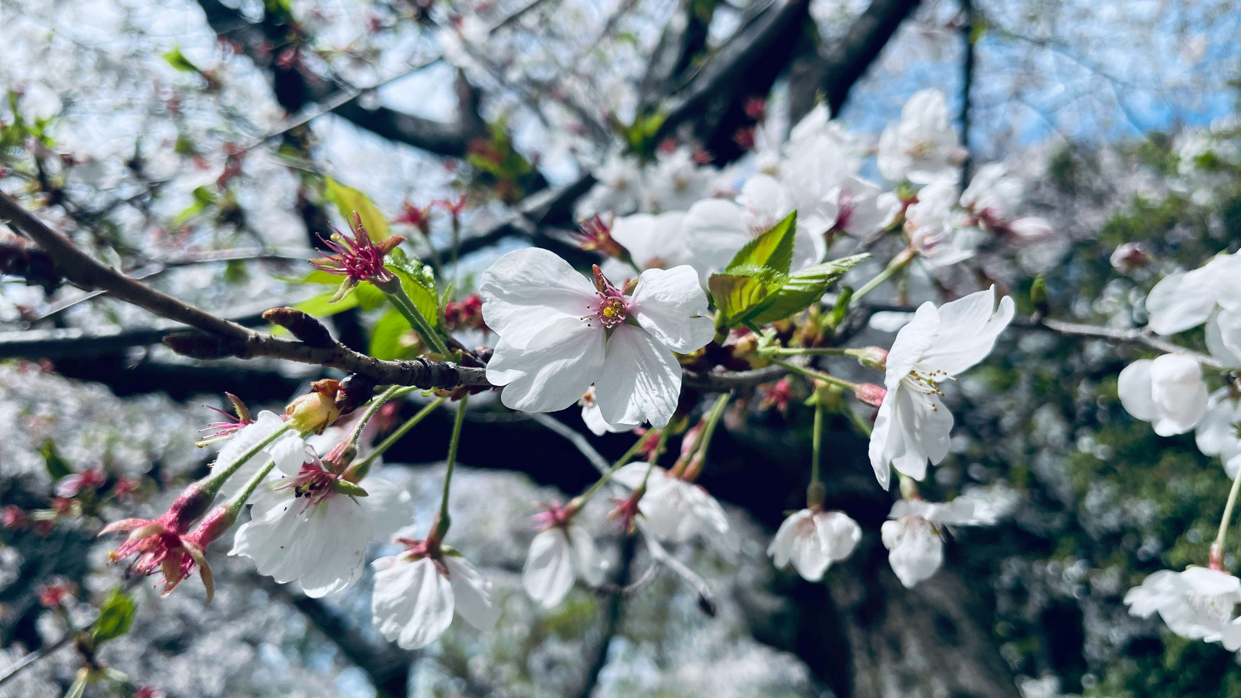 kumpulan bunga sakura di cabang pohon saat musim semi