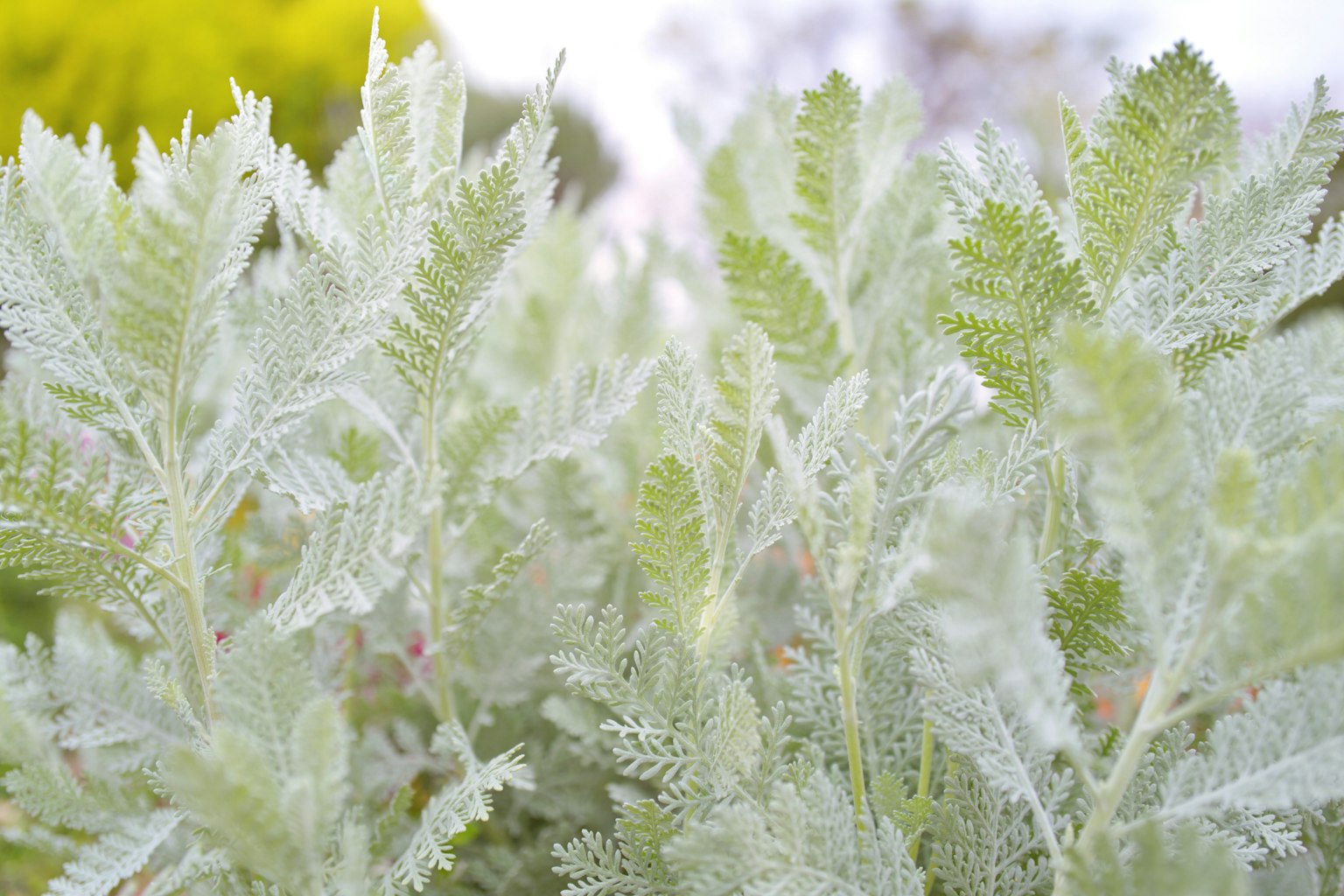 Gros plan d'une plante avec des feuilles vertes vibrantes