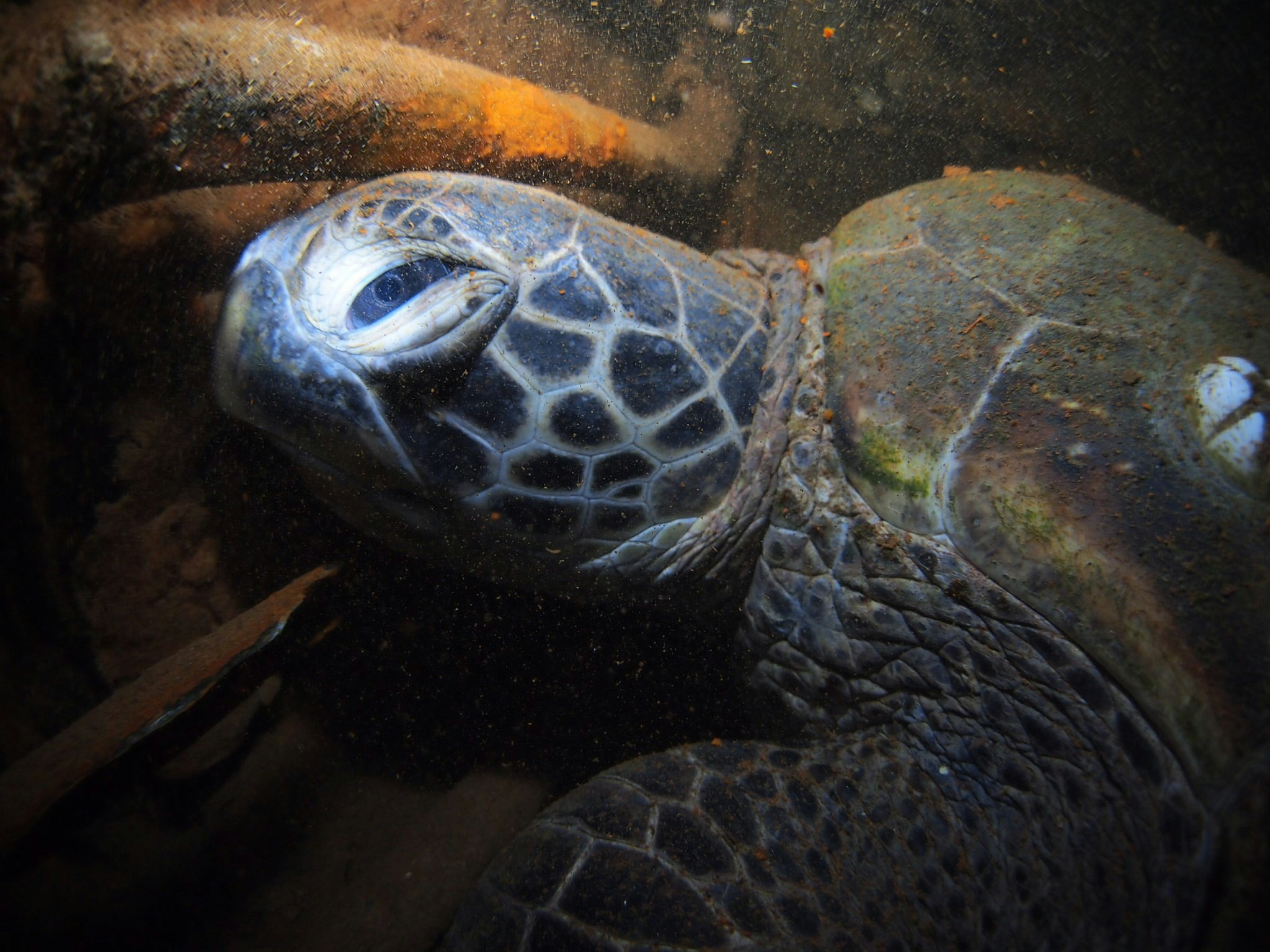 side view of a swimming sea turtle in an aquarium