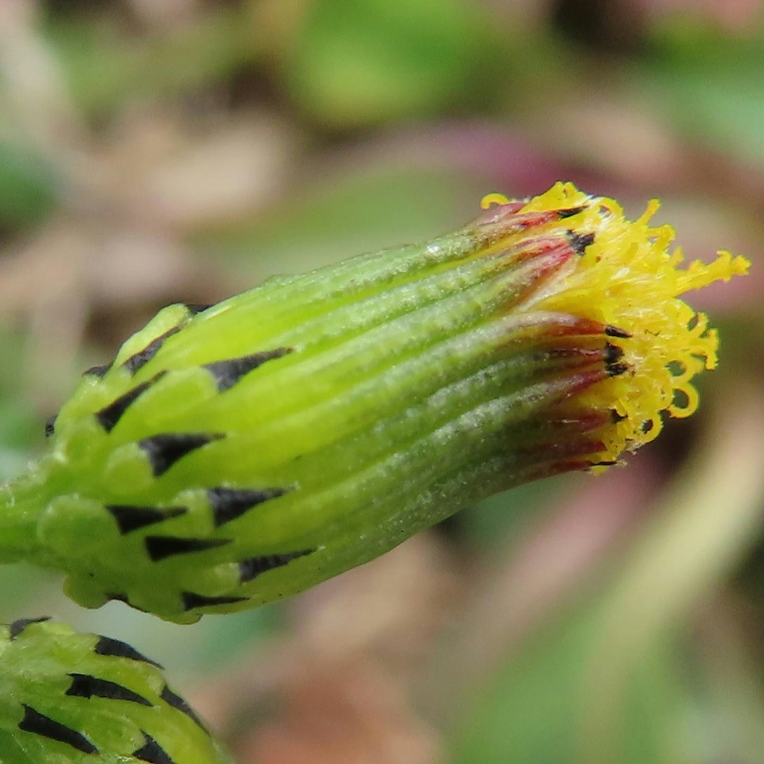 Acercamiento de un botón de planta con tallo verde y pétalos amarillos