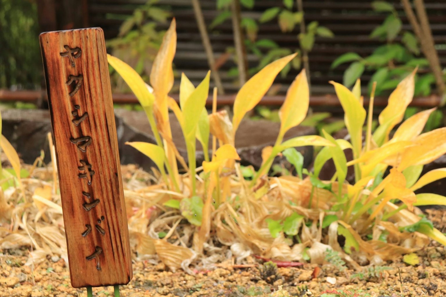 Panneau en bois avec des caractères japonais et des plantes jaunes en arrière-plan