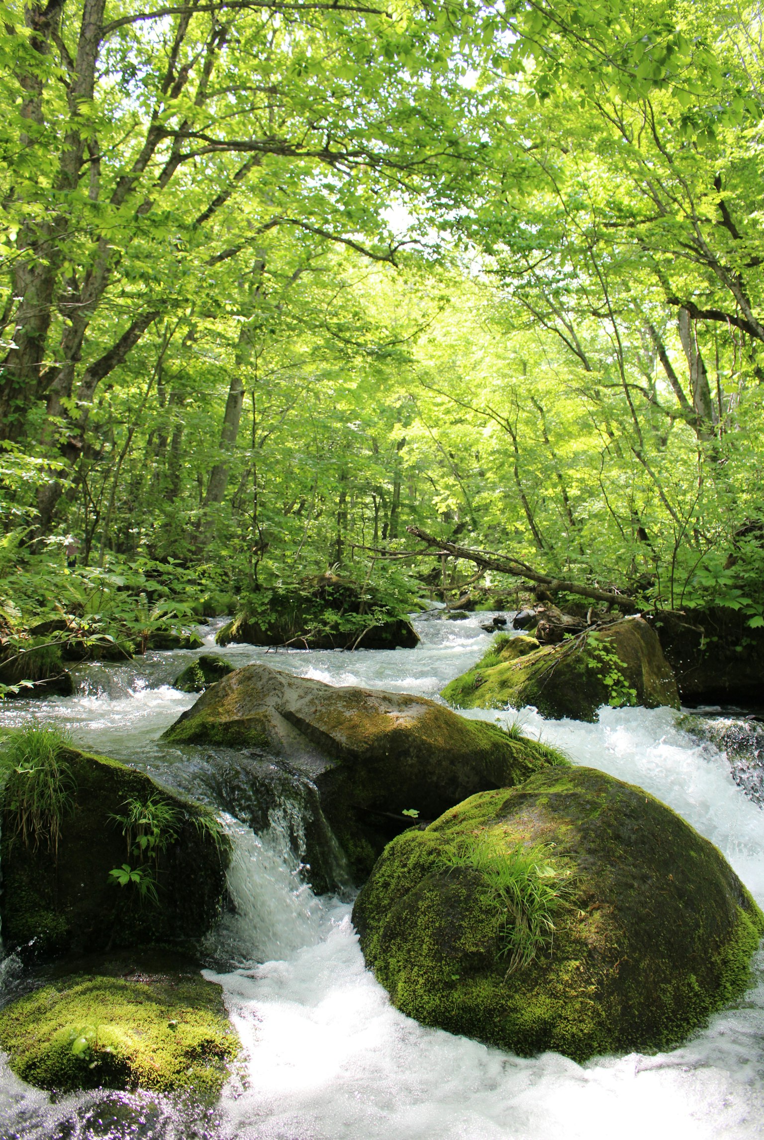 Un ruisseau clair coulant à travers une forêt verdoyante avec des rochers recouverts de mousse