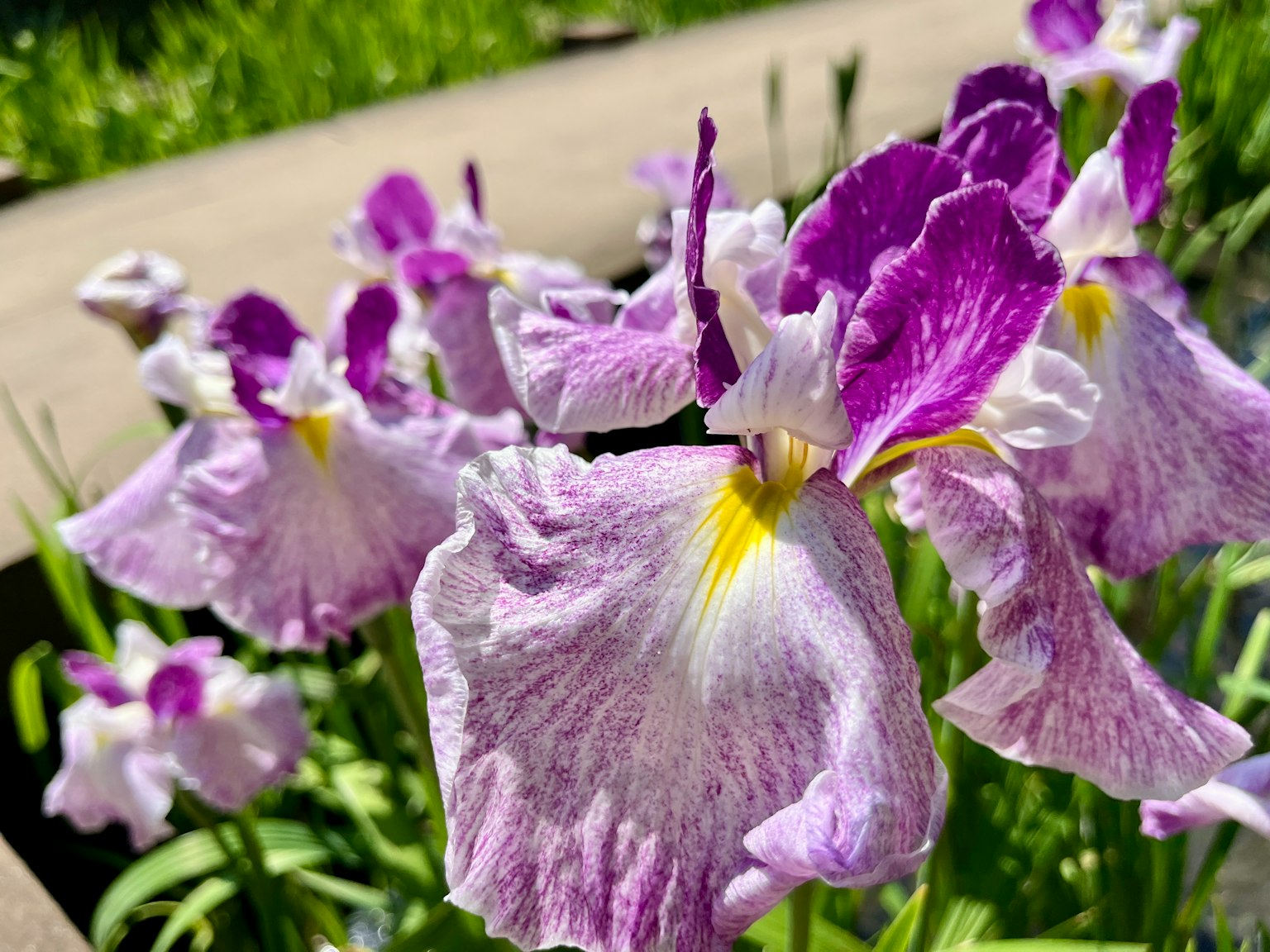 Una vista pintoresca de flores moradas en flor