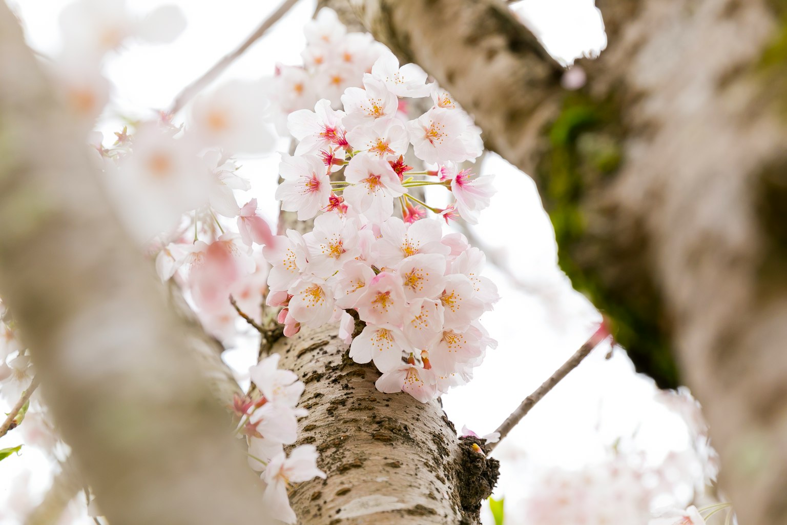 Close-up of cherry blossoms blooming on a tree trunk