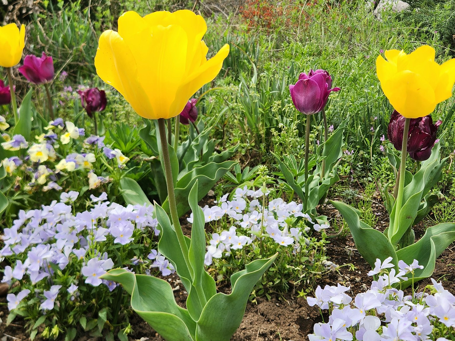 Colorful garden scene featuring yellow and purple tulips alongside blue flowers