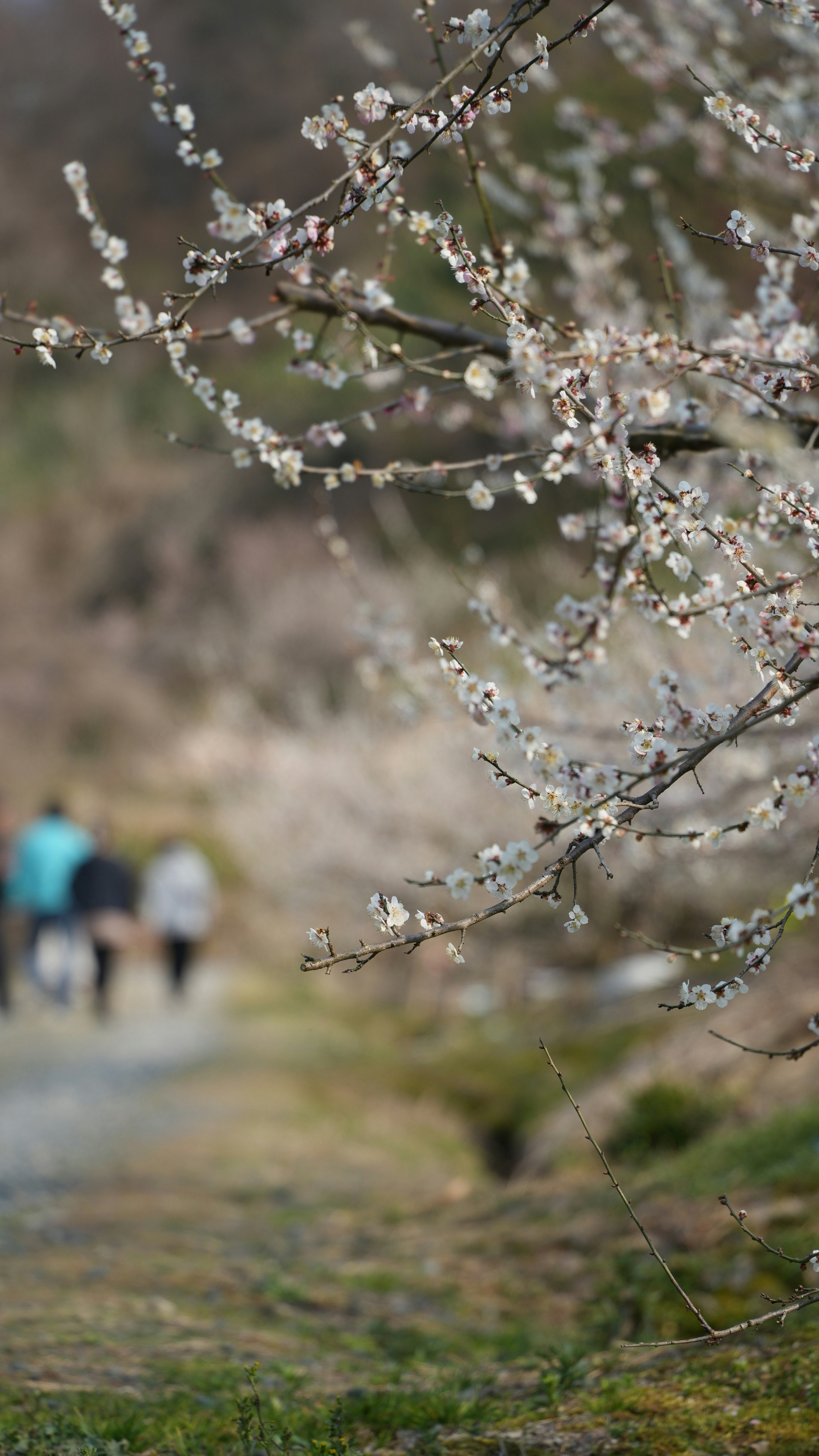 桜の花が咲く小道を歩く人々の風景