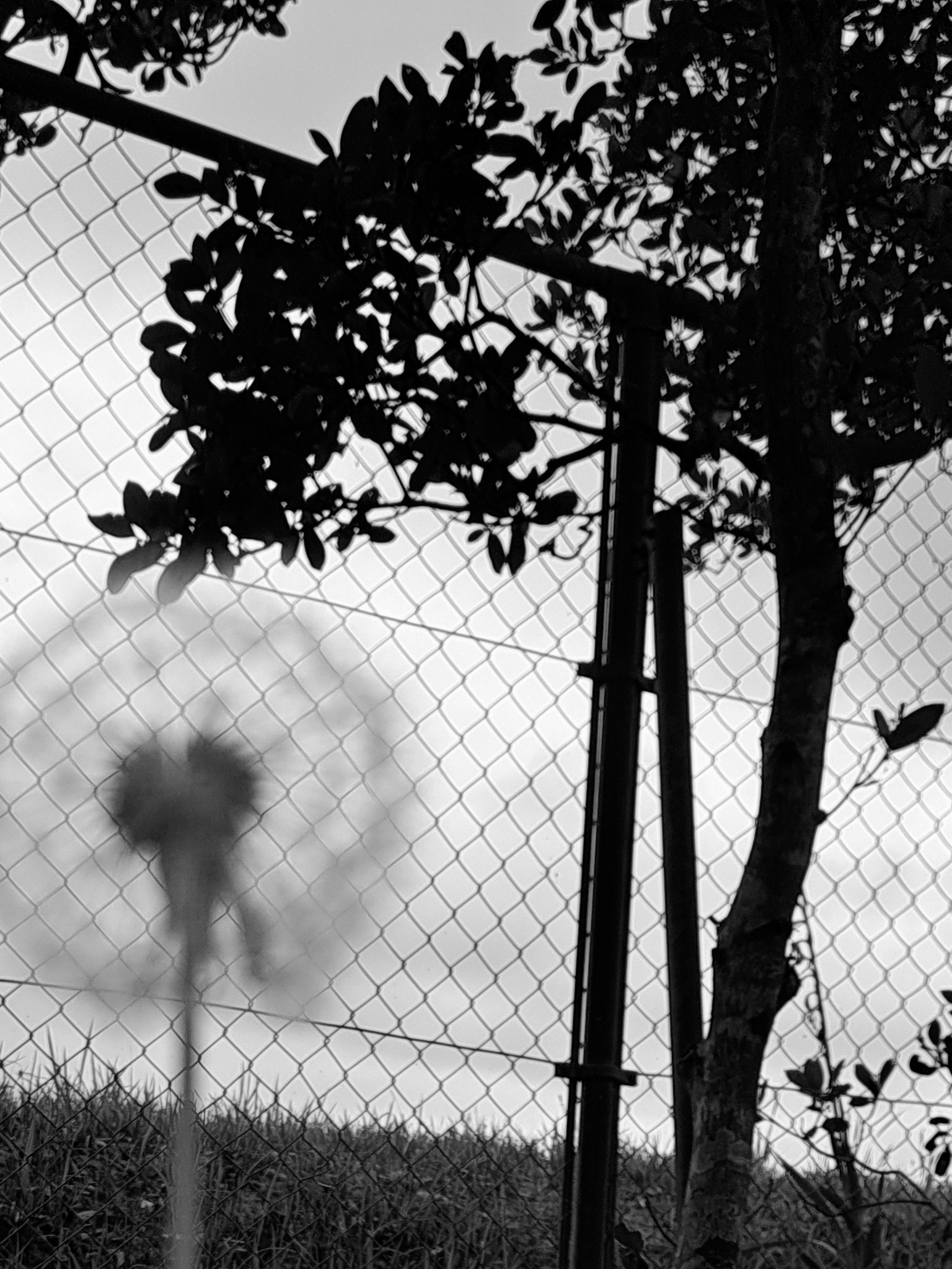 Verschommene Pusteblume im Vordergrund mit einem Zaun und einem Baum im Hintergrund