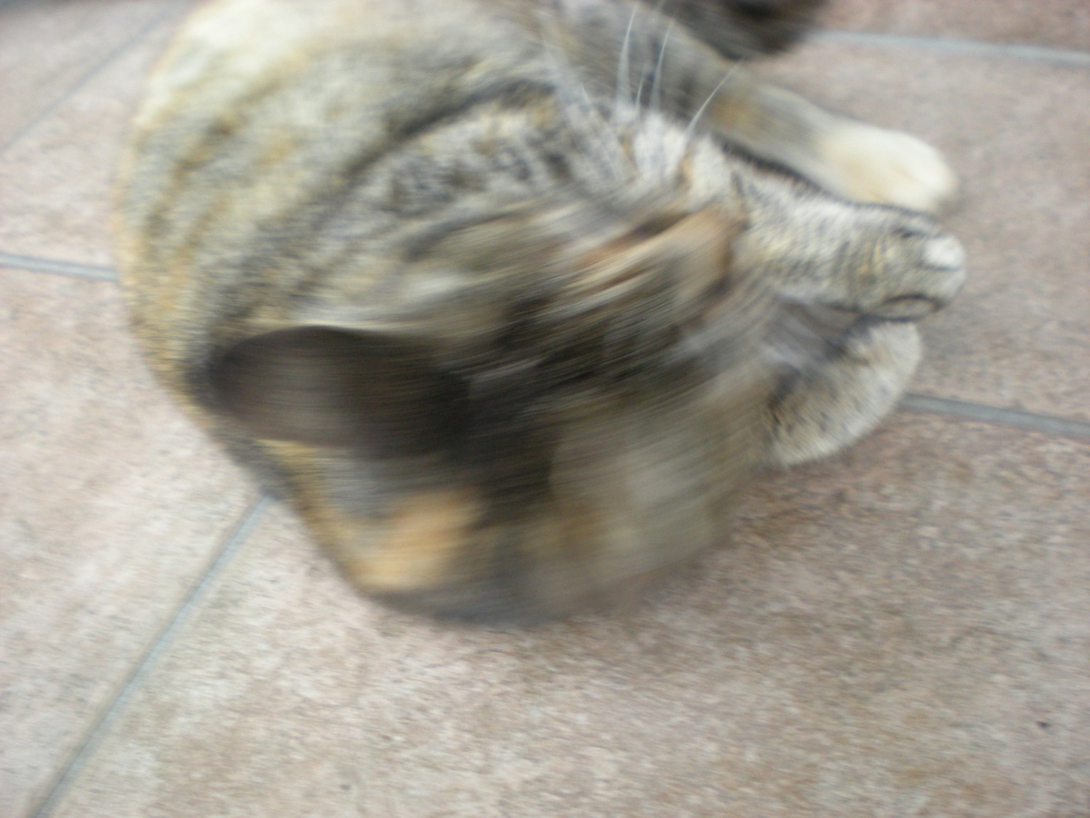 A blurred cat relaxing on the floor