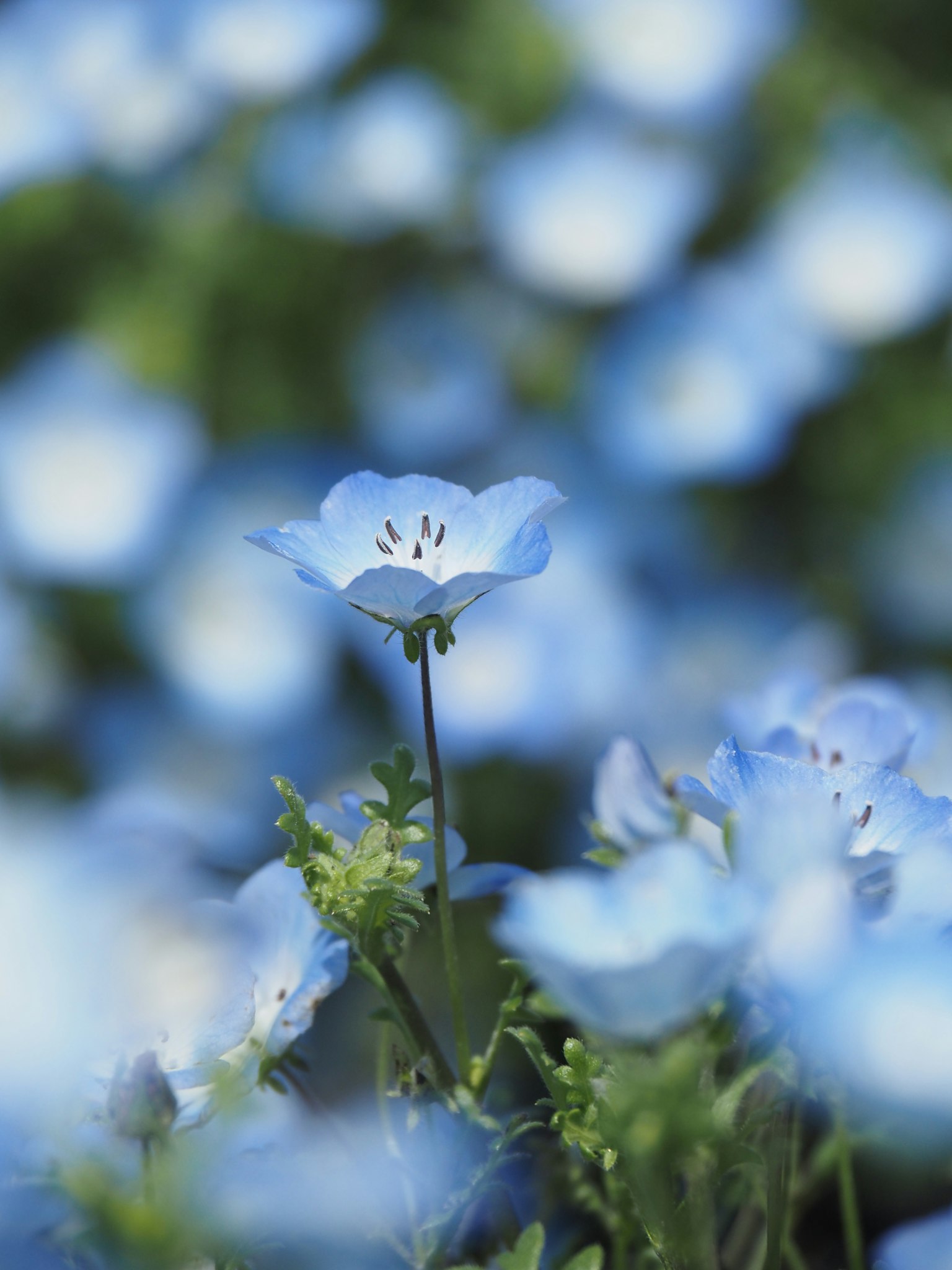 A field of blue flowers with a single flower standing out in focus