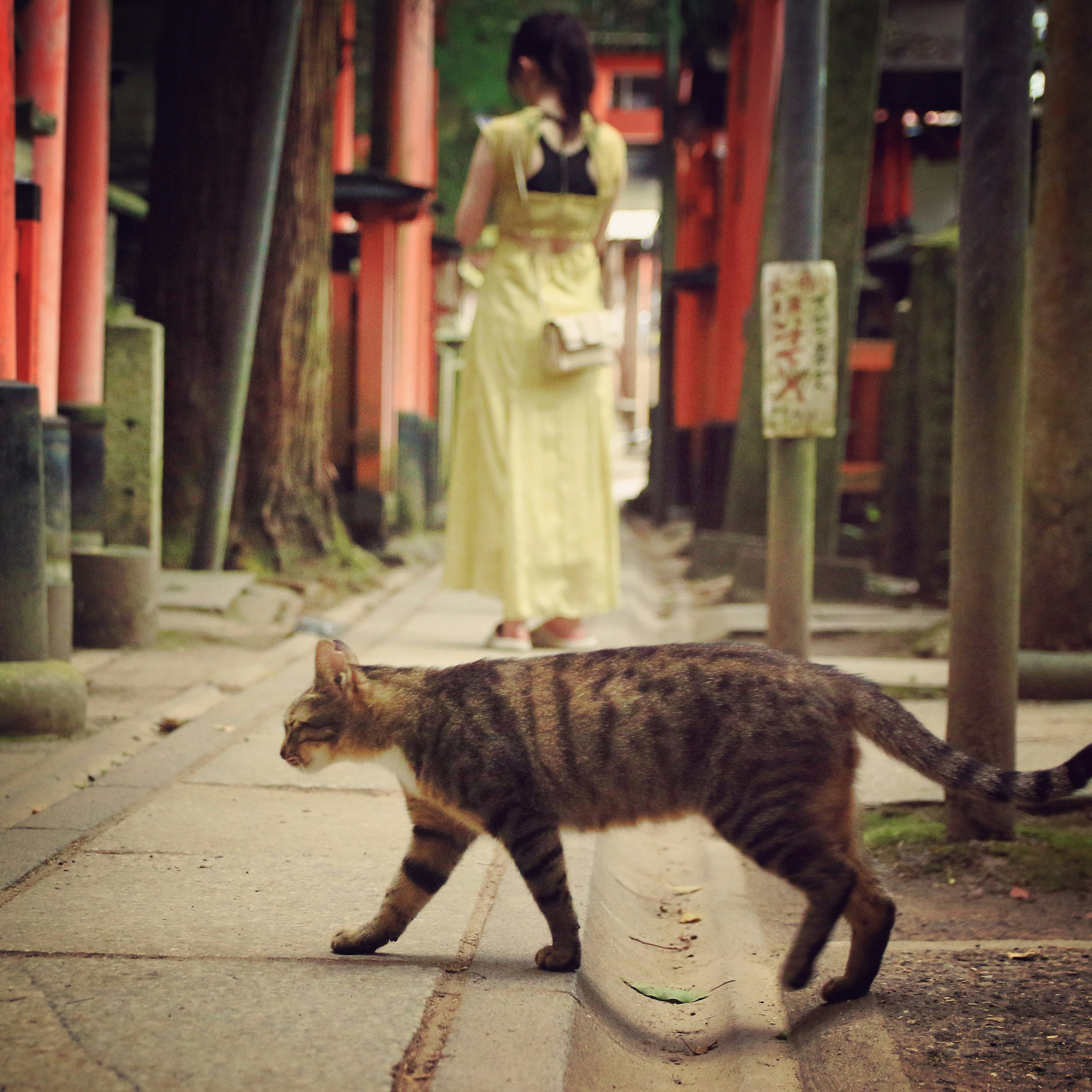 「神々の通る細道」に続く朱色の鳥居の参道で猫が歩く画像