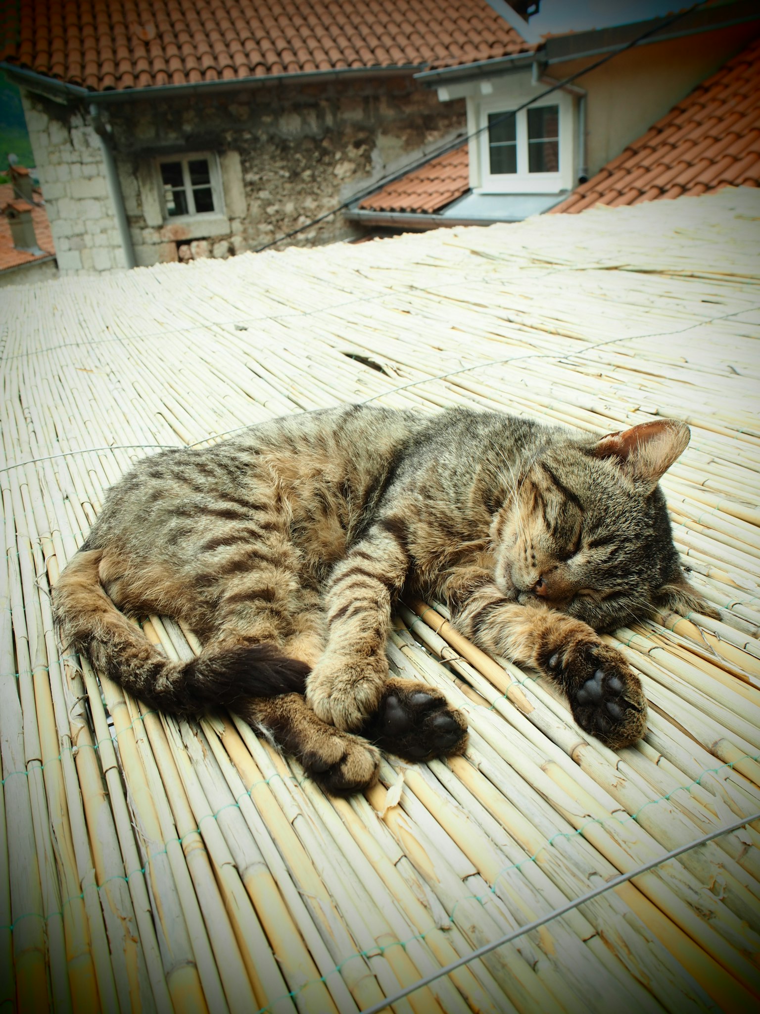 Mèo tabby đang ngủ trên mái nhà