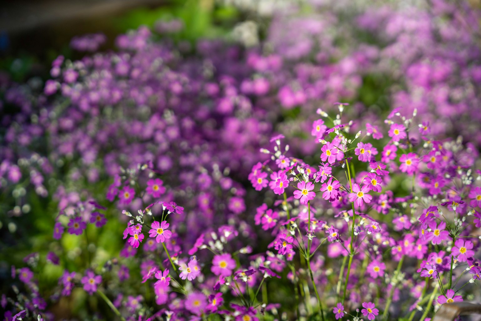 Una bella scena di fiori viola in fiore