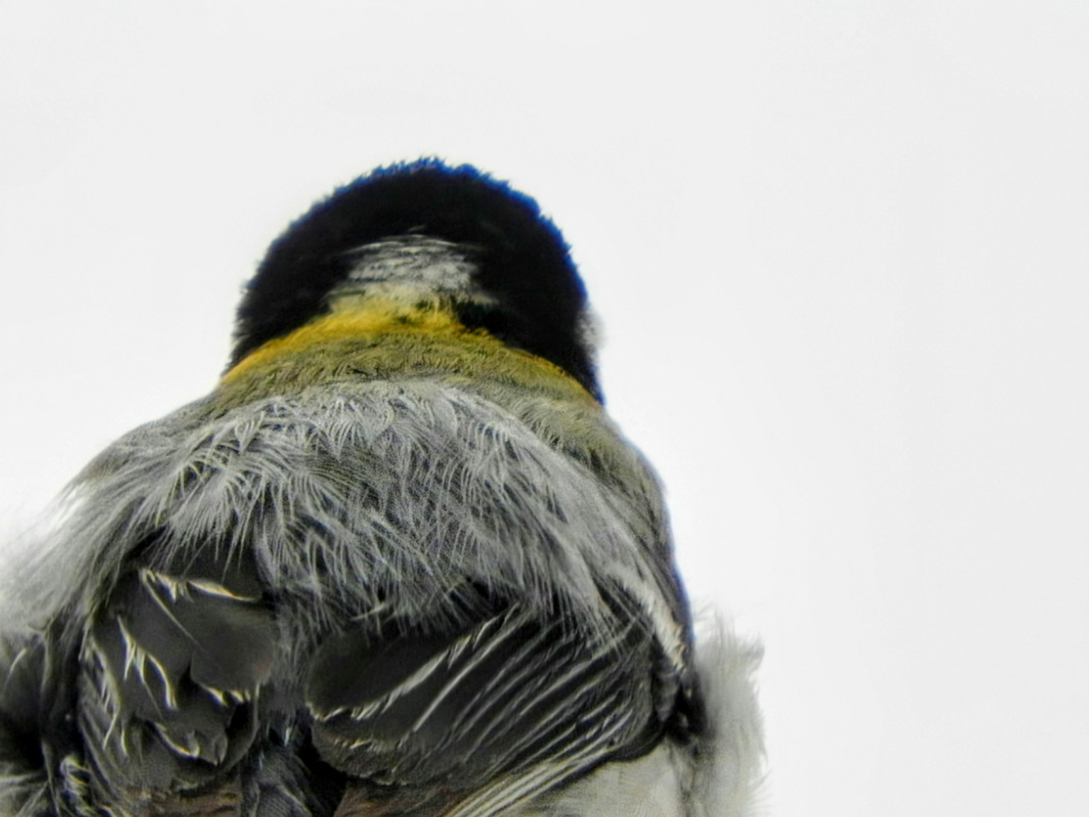 Vista trasera de un pájaro con cabeza negra y cuello amarillo sobre fondo blanco