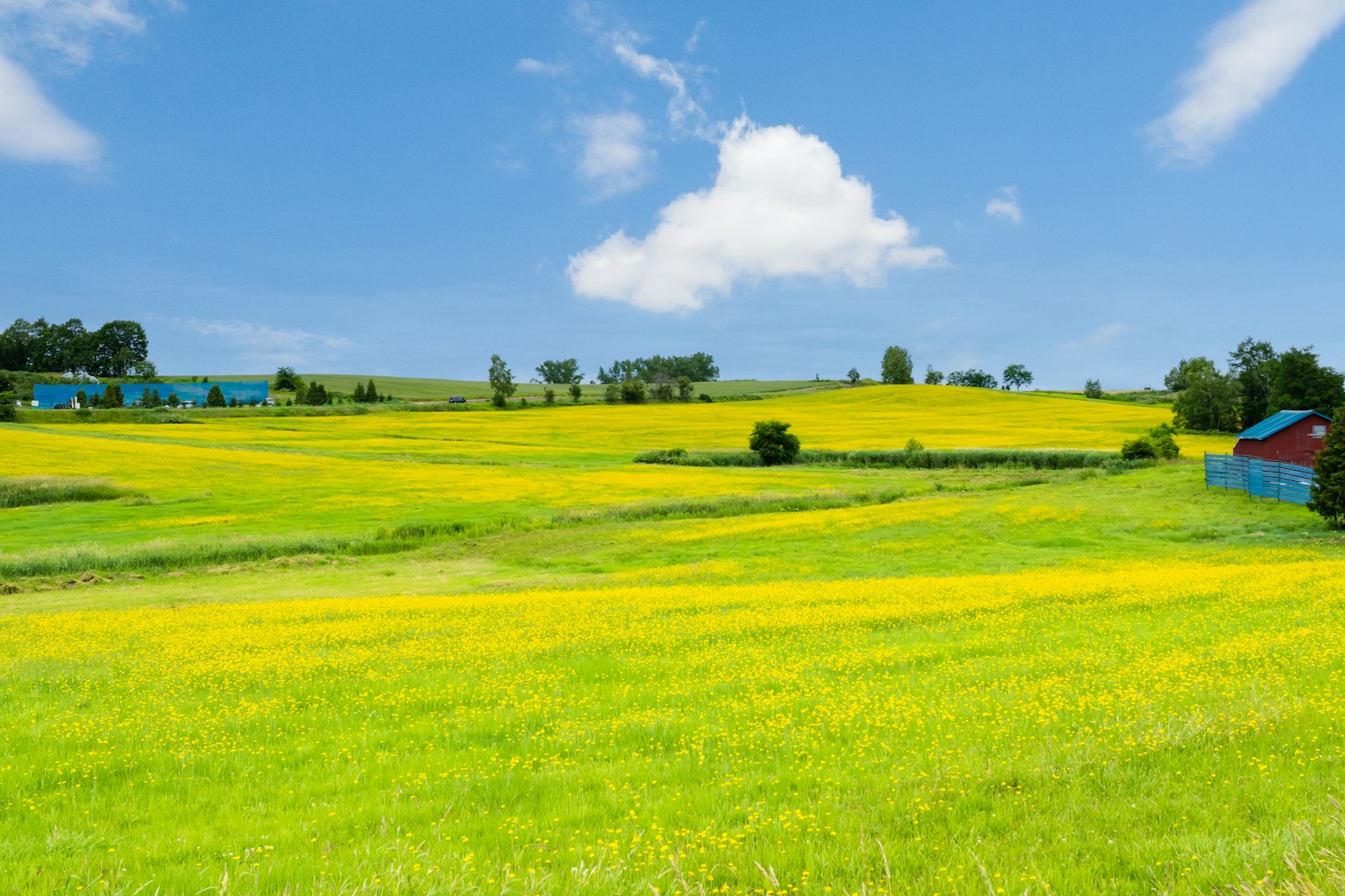 Landschaft mit blauem Himmel und gelben Blumenfeldern grünes Gras und blauen Gebäuden