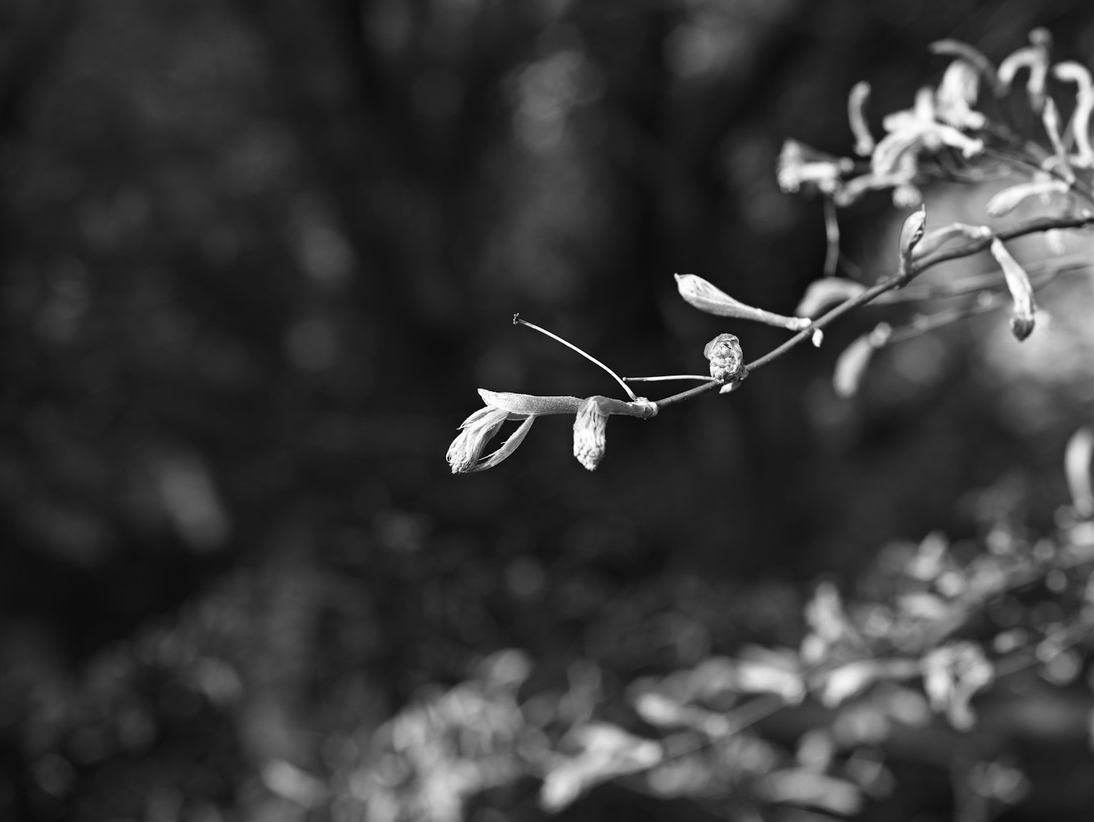 A branch with new buds against a blurred black and white background