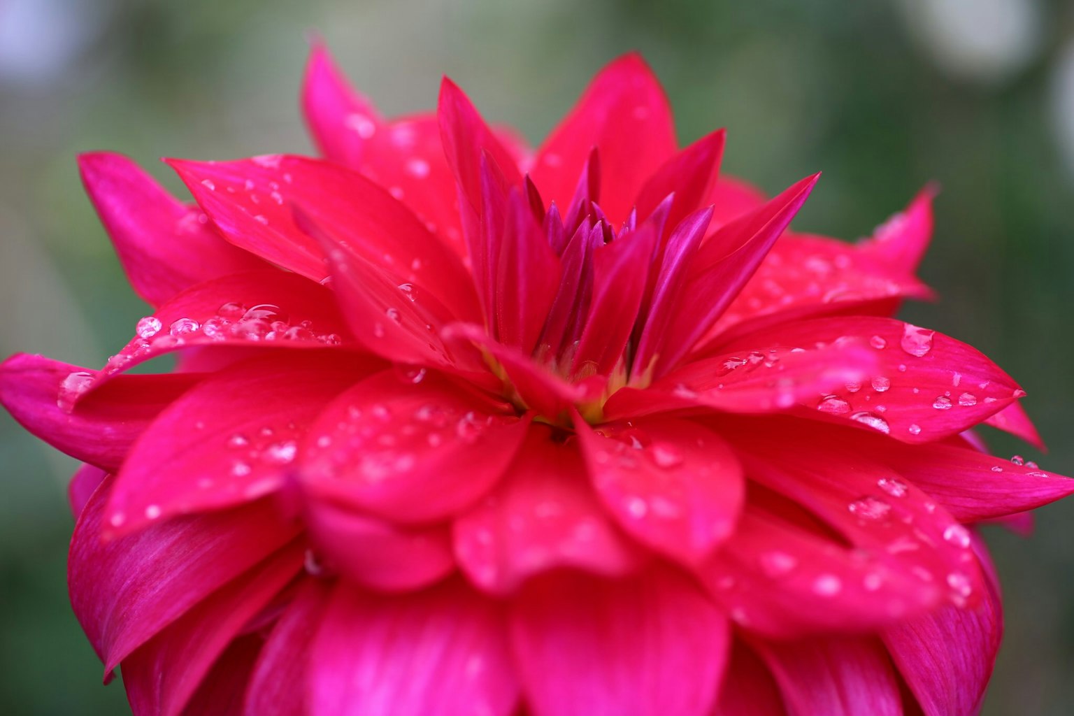 Close-up of a vibrant pink dahlia flower with water droplets