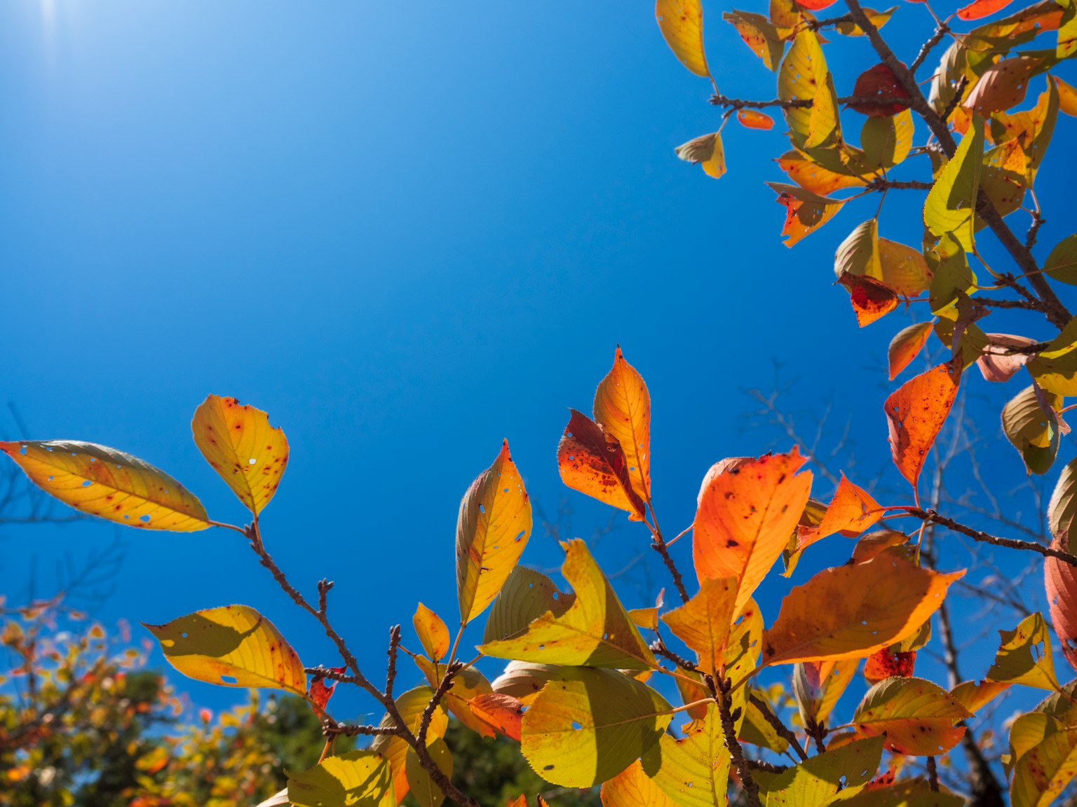Feuilles d'automne colorées contre un ciel bleu clair