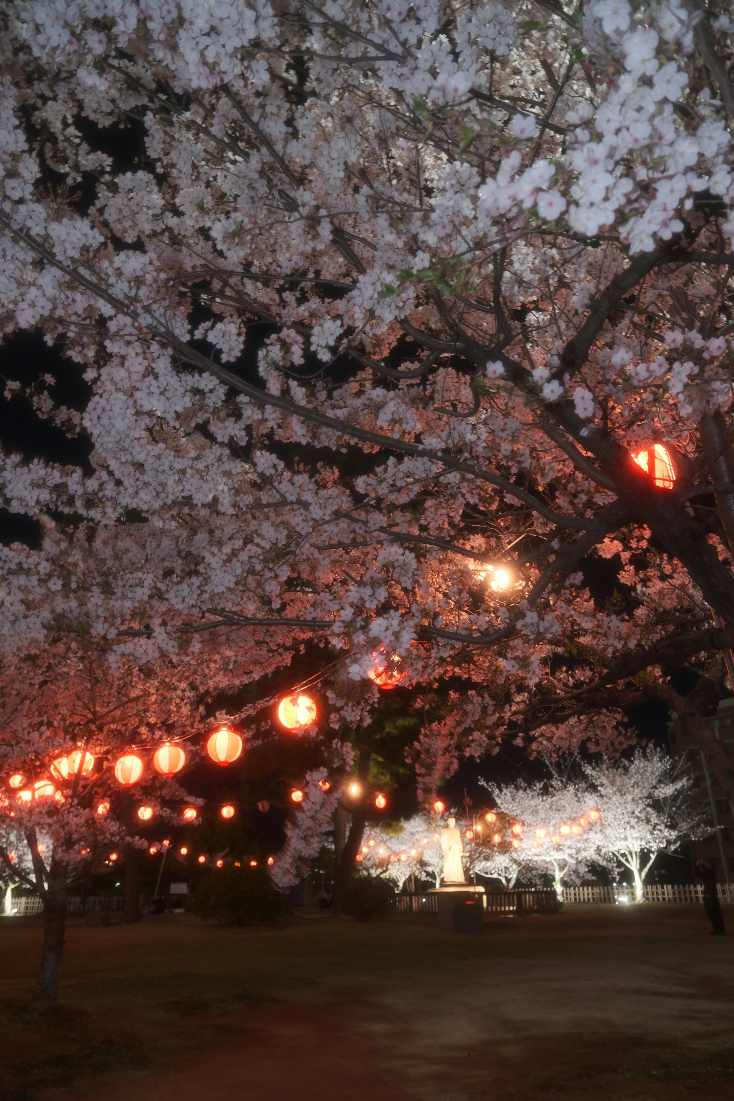 桜ライトアップされた夜の並木と提灯の灯り