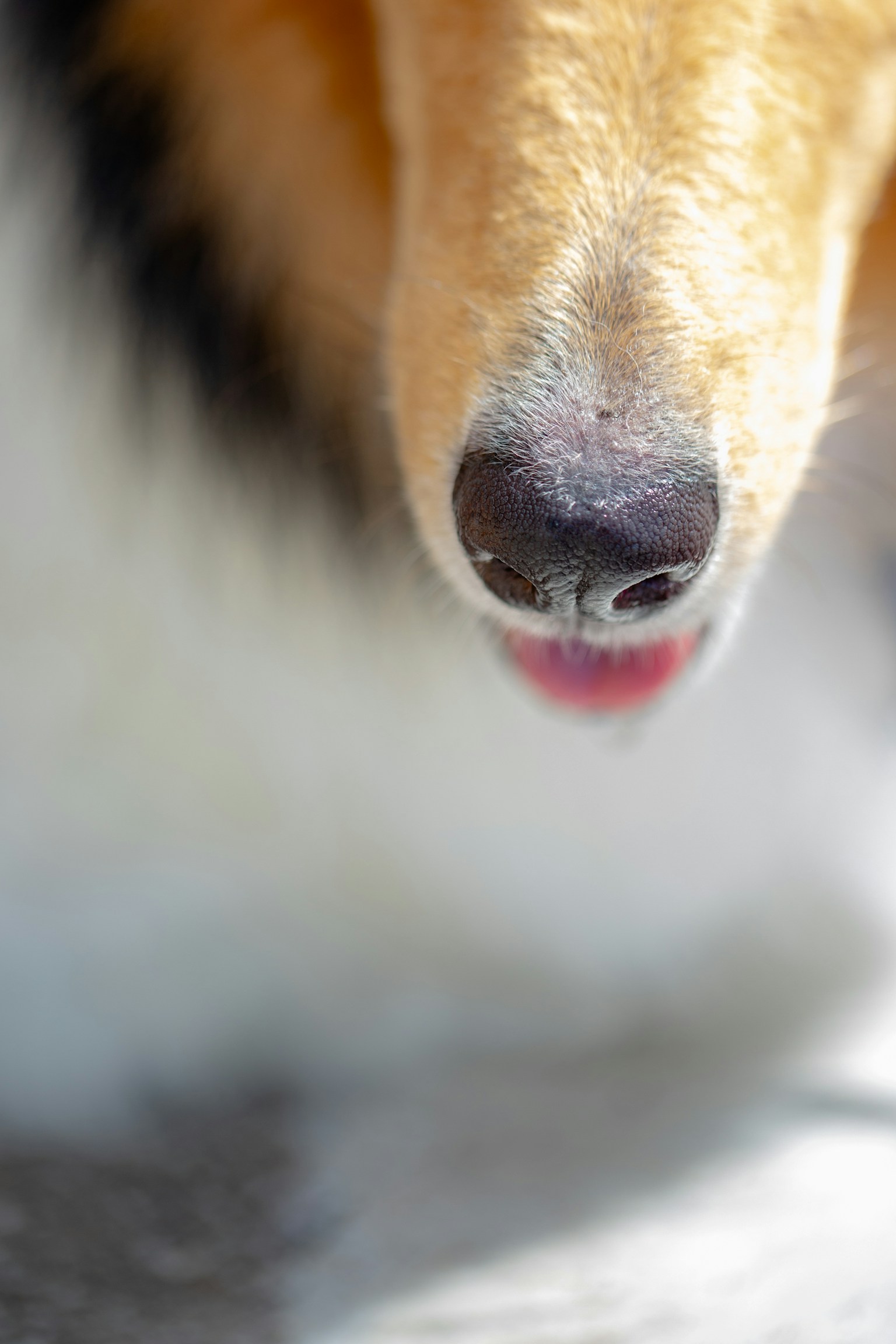 犬の鼻と口元のクローズアップ