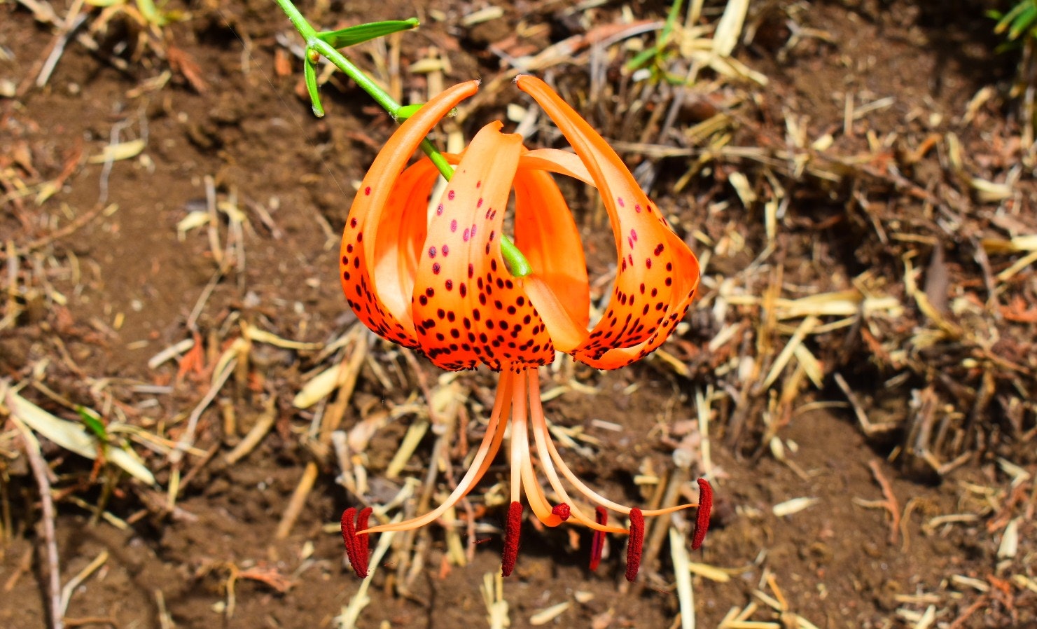 オニユリの花が土の上に咲く