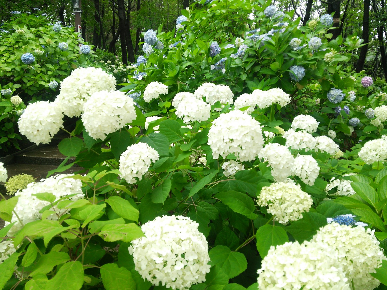 Eine Gartenszene mit Clustern weißer Blumen und üppigem grünem Laub