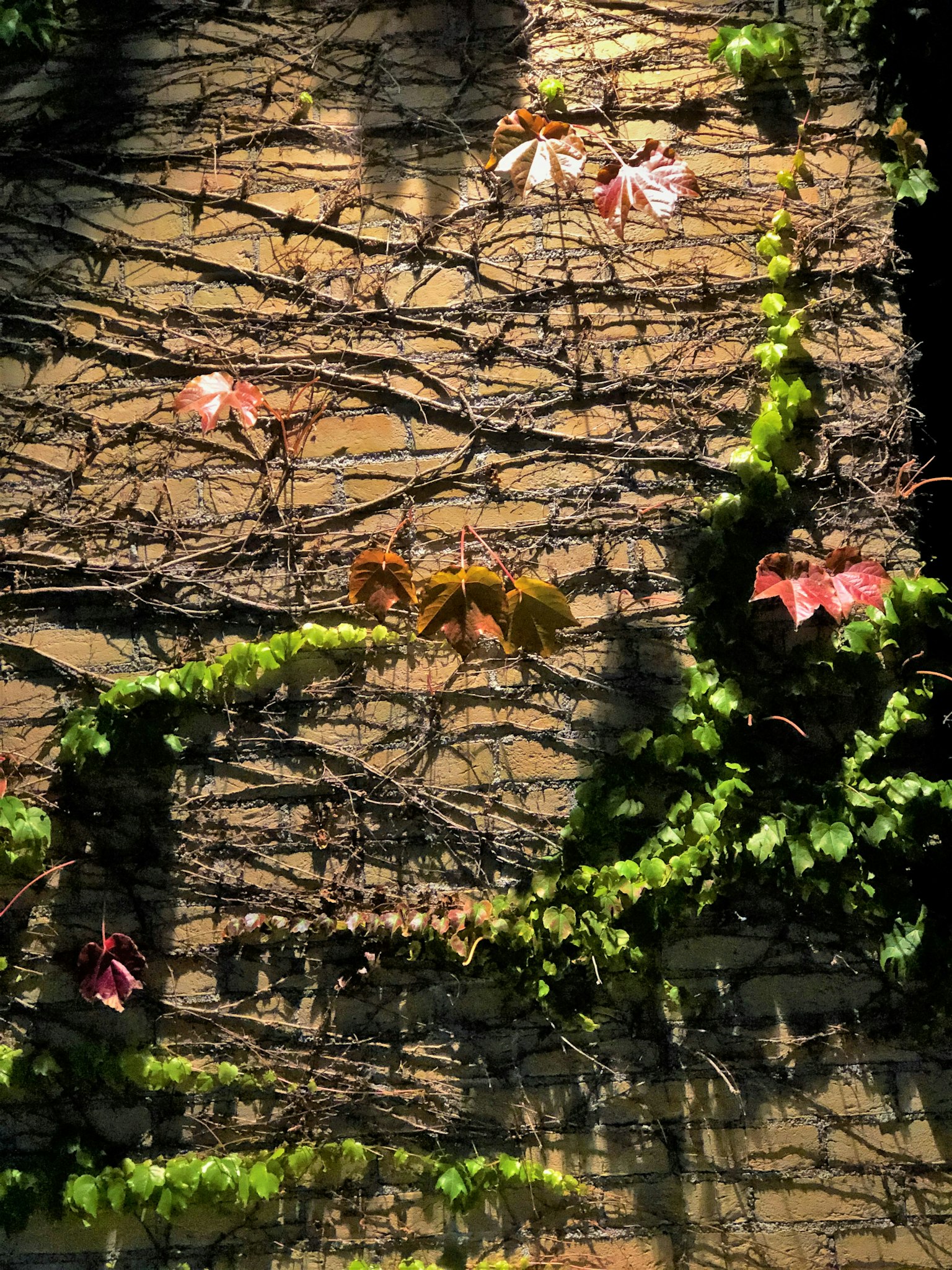 Green vines and red leaves climbing a textured wooden wall